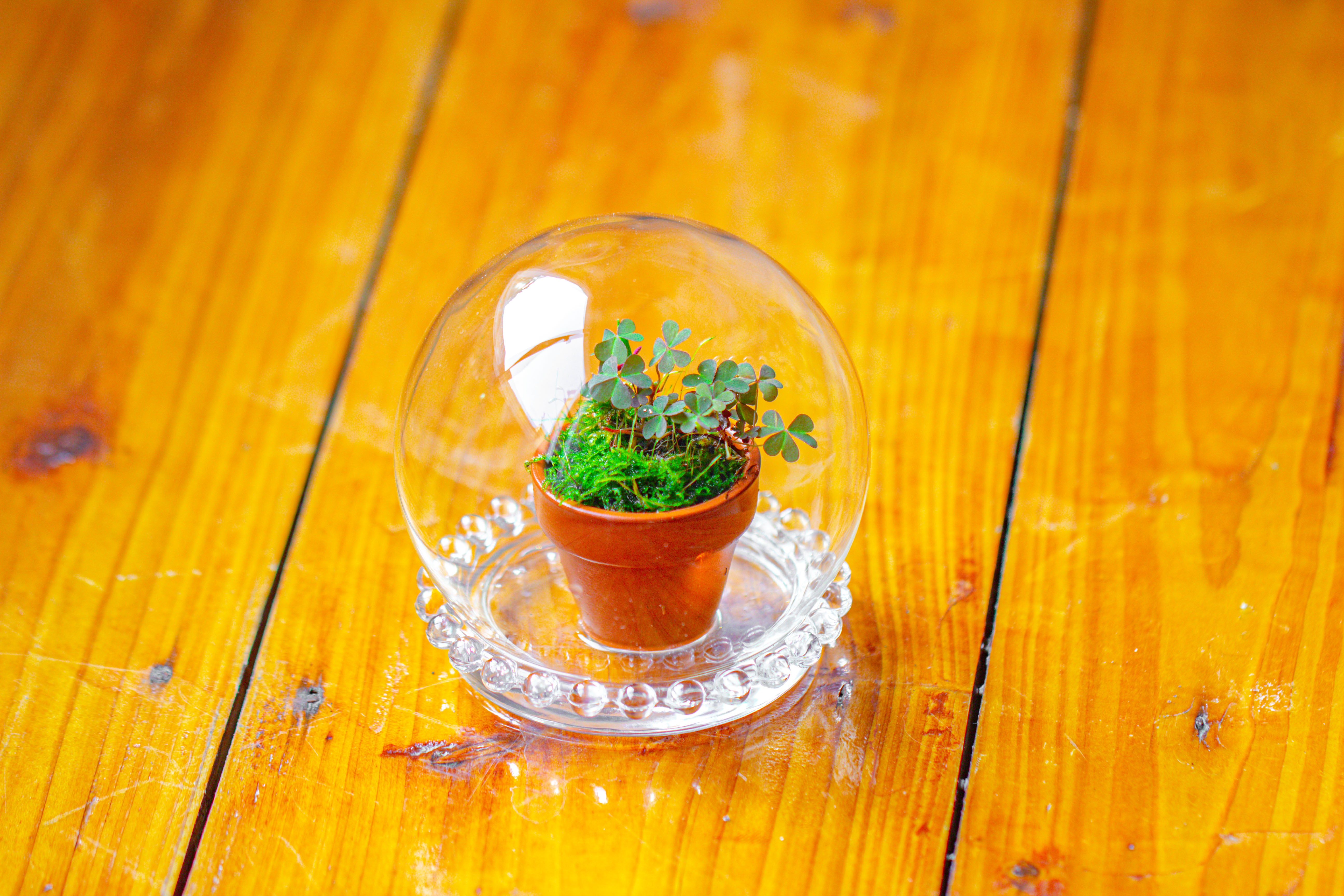 mini glass globe cloche with decorative beaded base 9.5x10.8cm - NCYPgarden