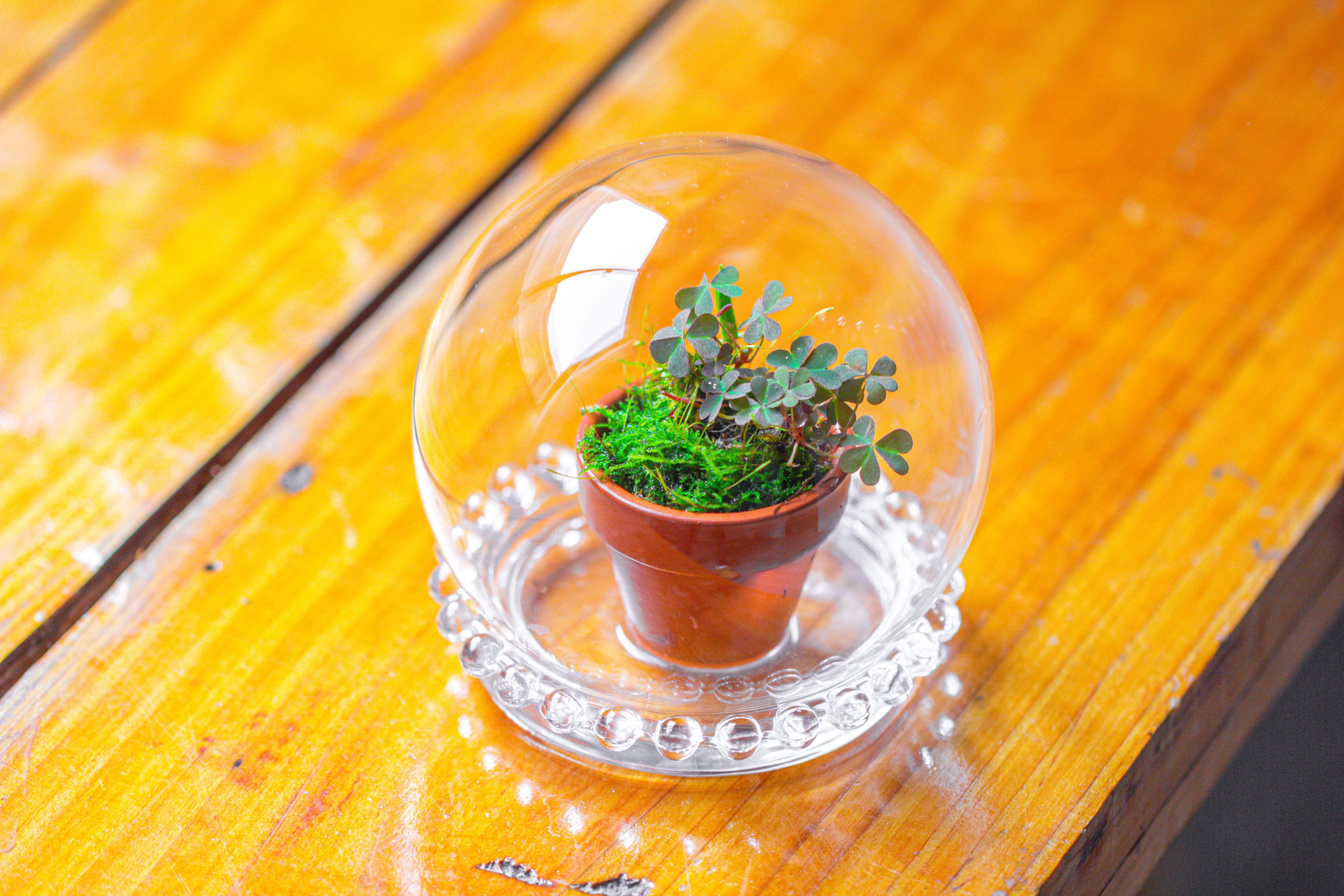 mini glass globe cloche with decorative beaded base 9.5x10.8cm - NCYPgarden