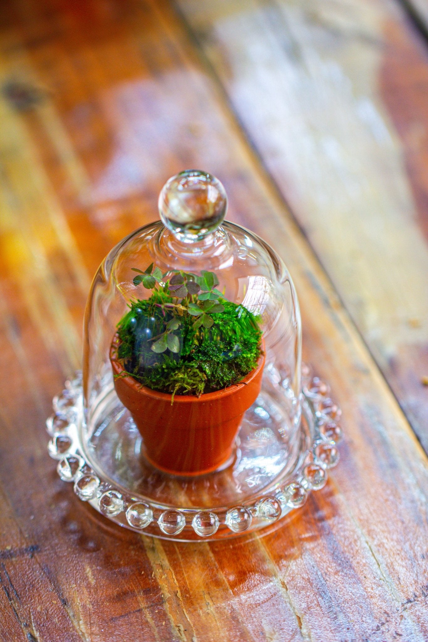 Clear Cloche Bell Jar Base Micro Landscape Vase Glass Dome Preserved Flower