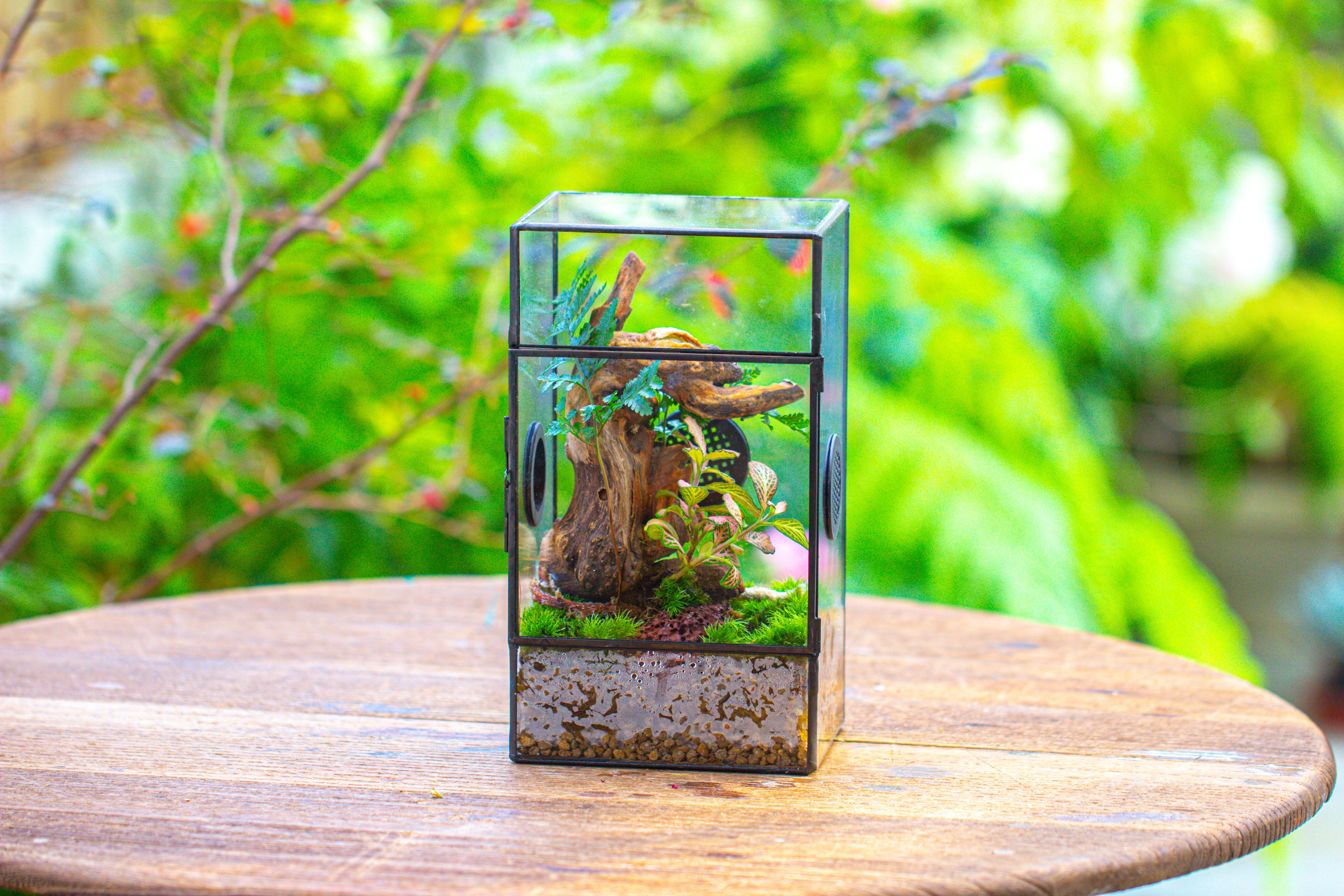 Glass Geometric Terrarium with Door Enclosure, Black Plastic Mesh Vent for Insects, Snail, Jumping Spider, Plants Not Included - NCYPgarden