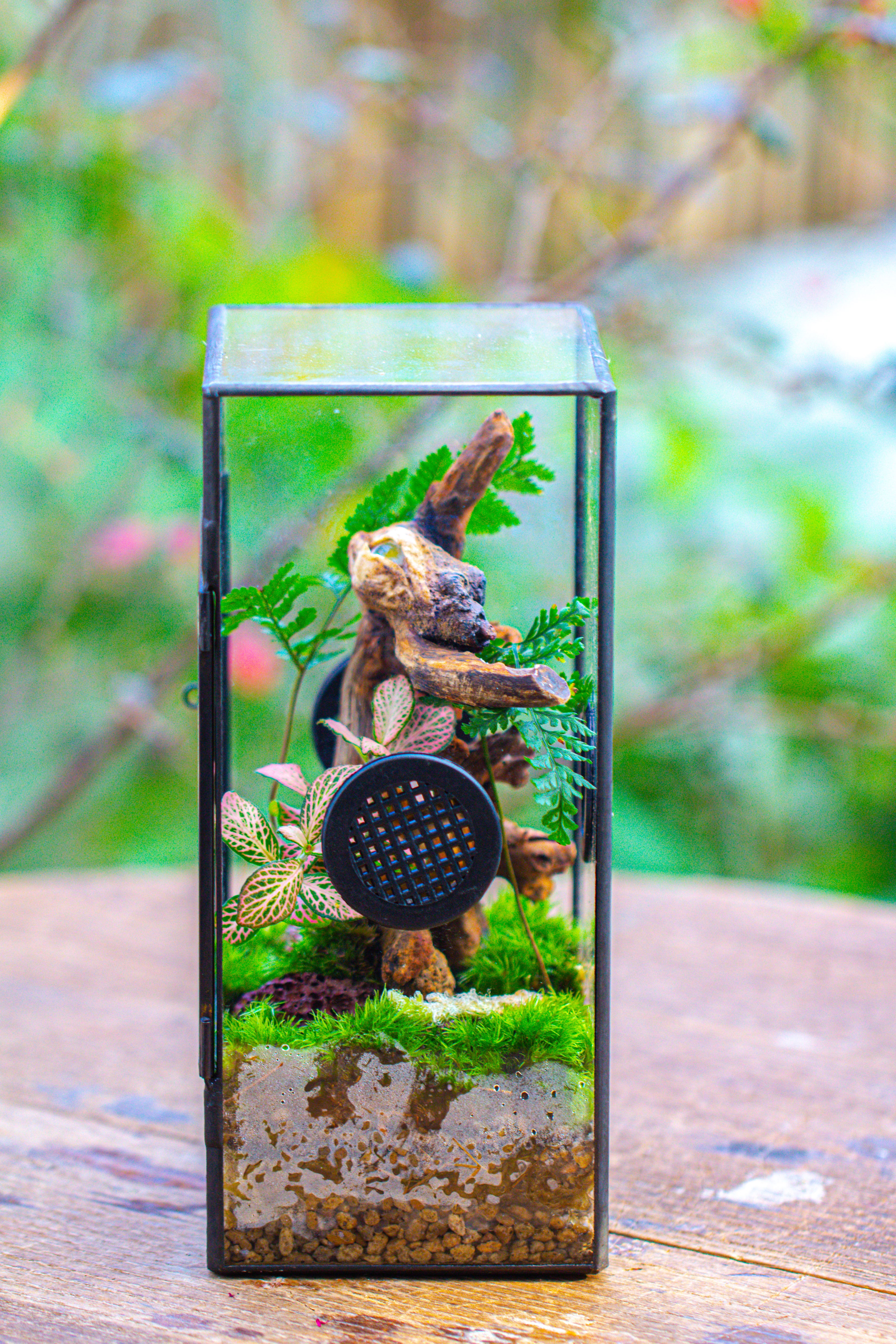 Glass Geometric Terrarium with Door Enclosure, Black Plastic Mesh Vent for Insects, Snail, Jumping Spider, Plants Not Included - NCYPgarden