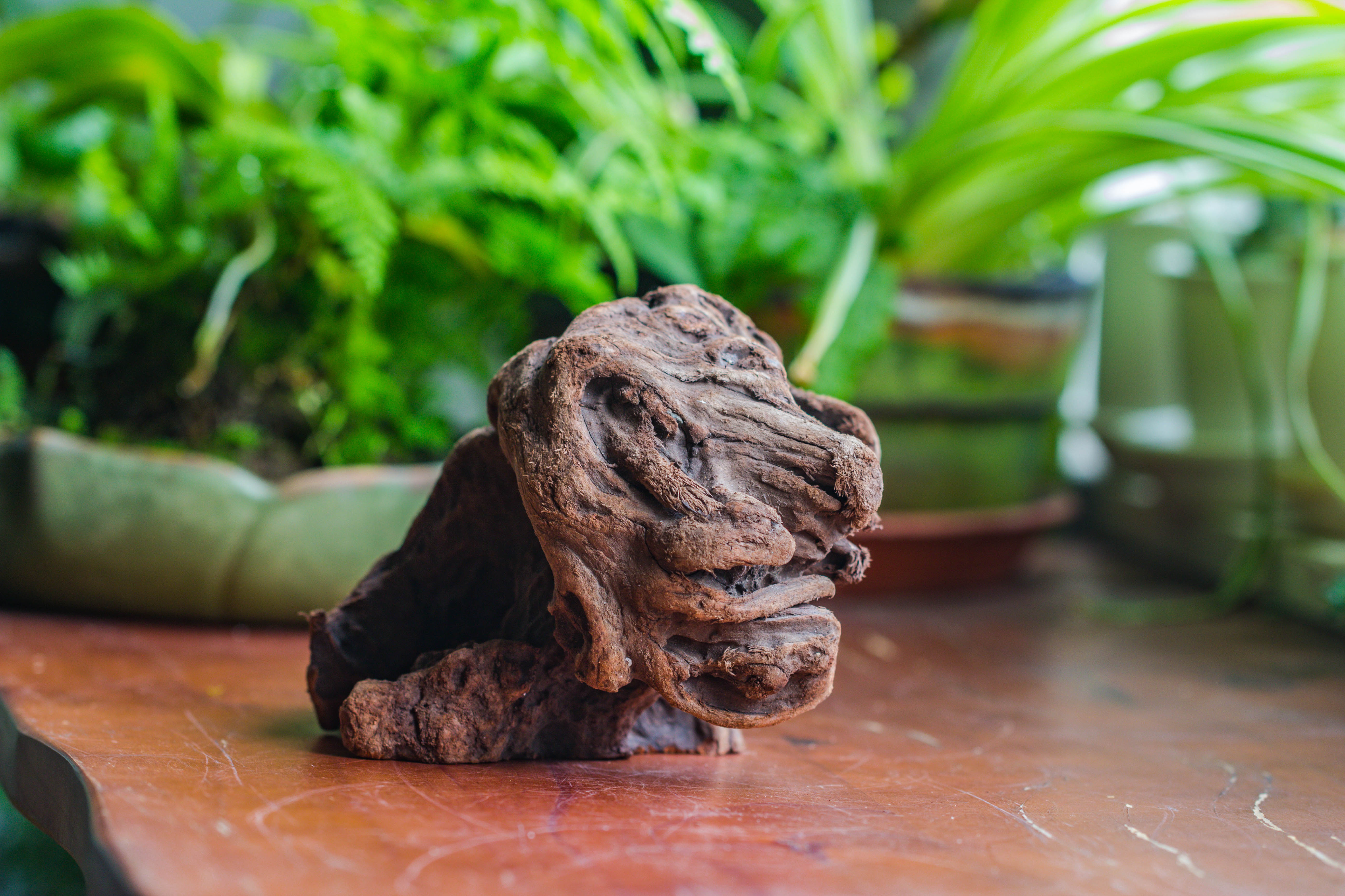 Natural driftwood for moss terrarium, miniature, micro landscape, unique  10-30, suitable for both live and preserved moss - NCYPgarden