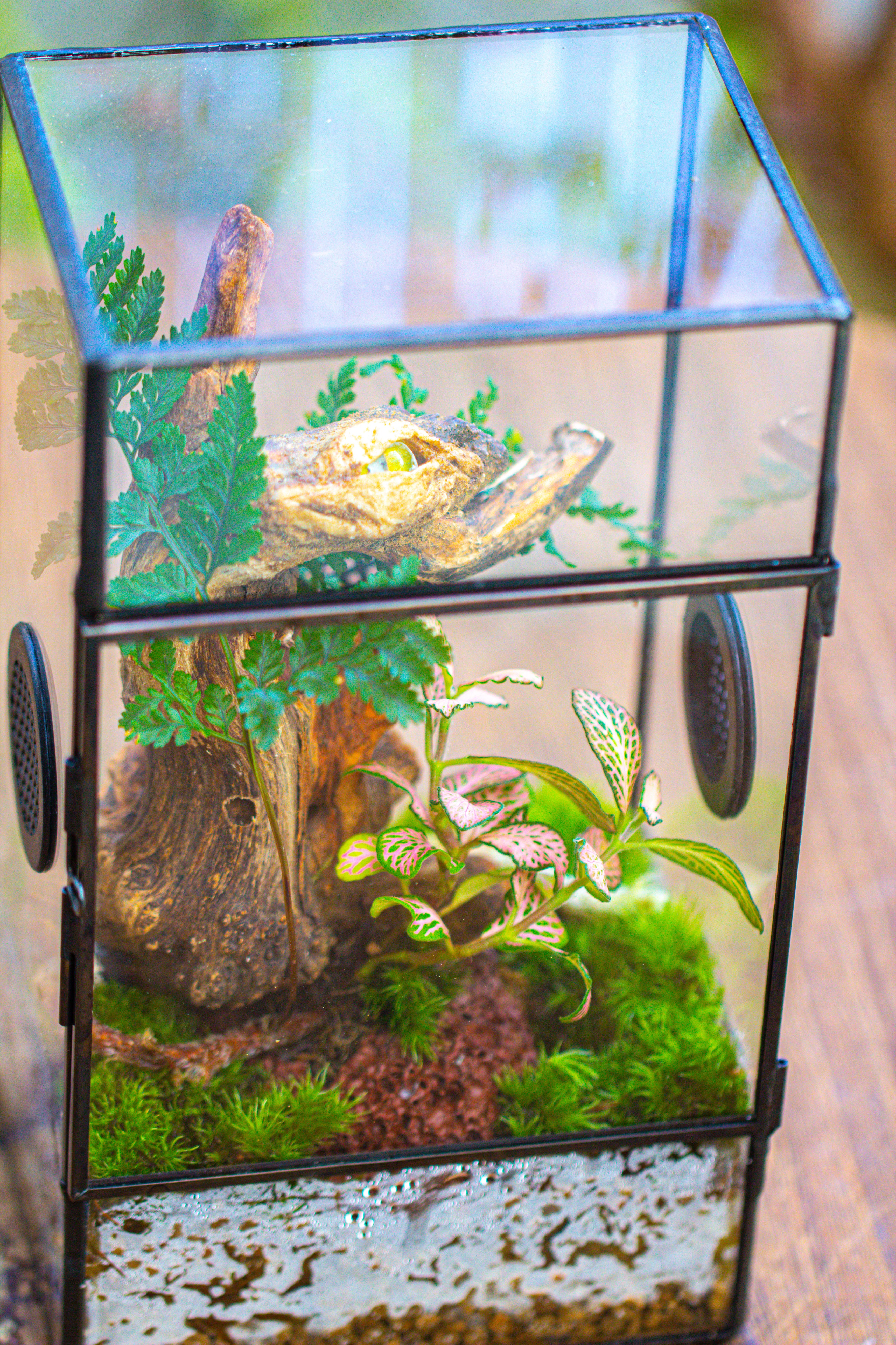 Glass Geometric Terrarium with Door Enclosure, Black Plastic Mesh Vent for Insects, Snail, Jumping Spider, Plants Not Included - NCYPgarden