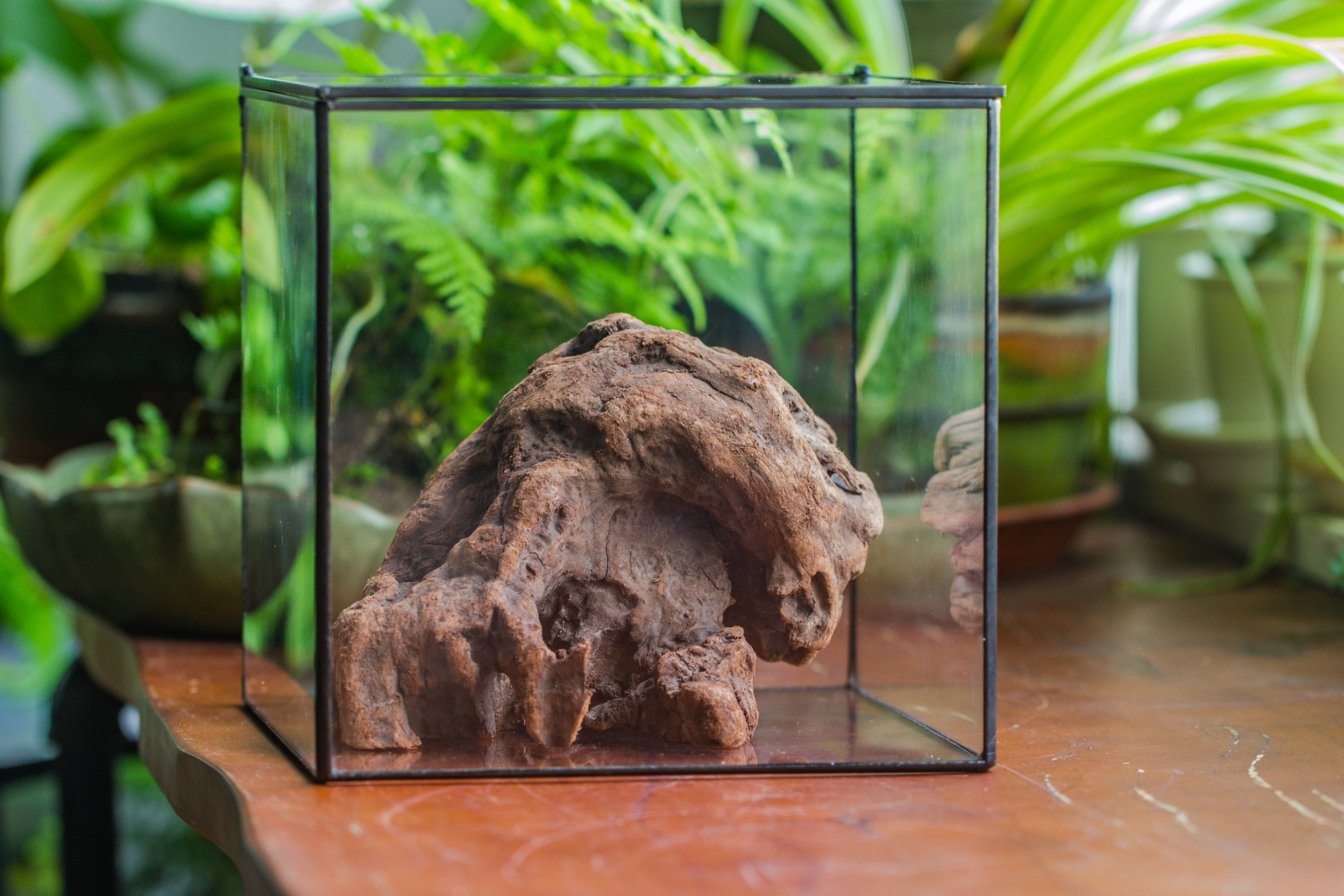 Natural driftwood for moss terrarium, miniature, micro landscape, unique  10-30, suitable for both live and preserved moss - NCYPgarden