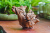 Copy of Natural driftwood for moss terrarium, miniature, micro landscape, unique  10-10, suitable for both live and preserved moss - NCYPgarden