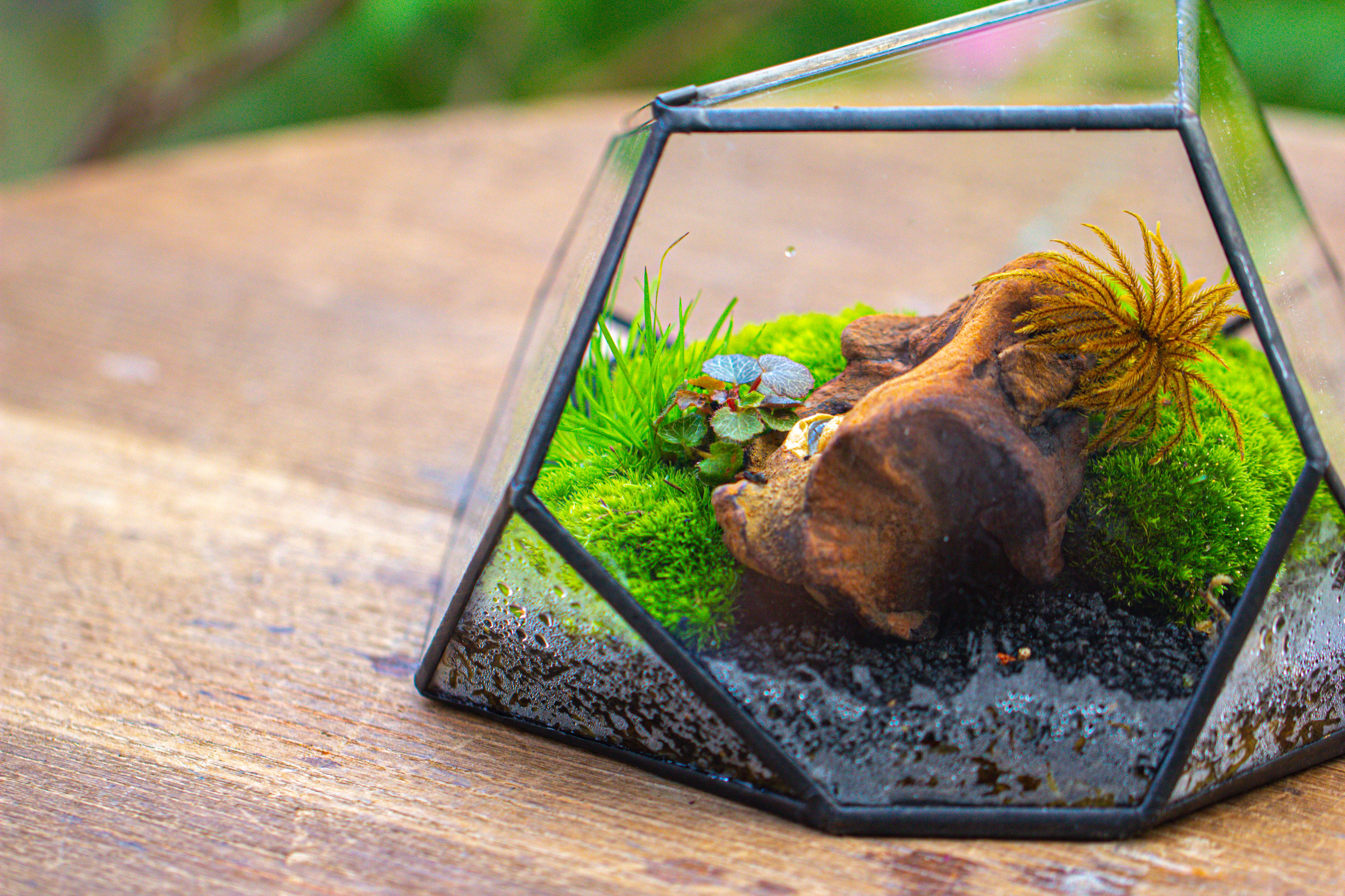 Geometric Terrarium Irregular, handmade,Tin and Glass - NCYPgarden