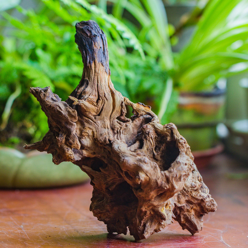 Natural driftwood for moss terrarium, miniature, micro landscape, unique  10-7, suitable for both live and preserved moss - NCYPgarden