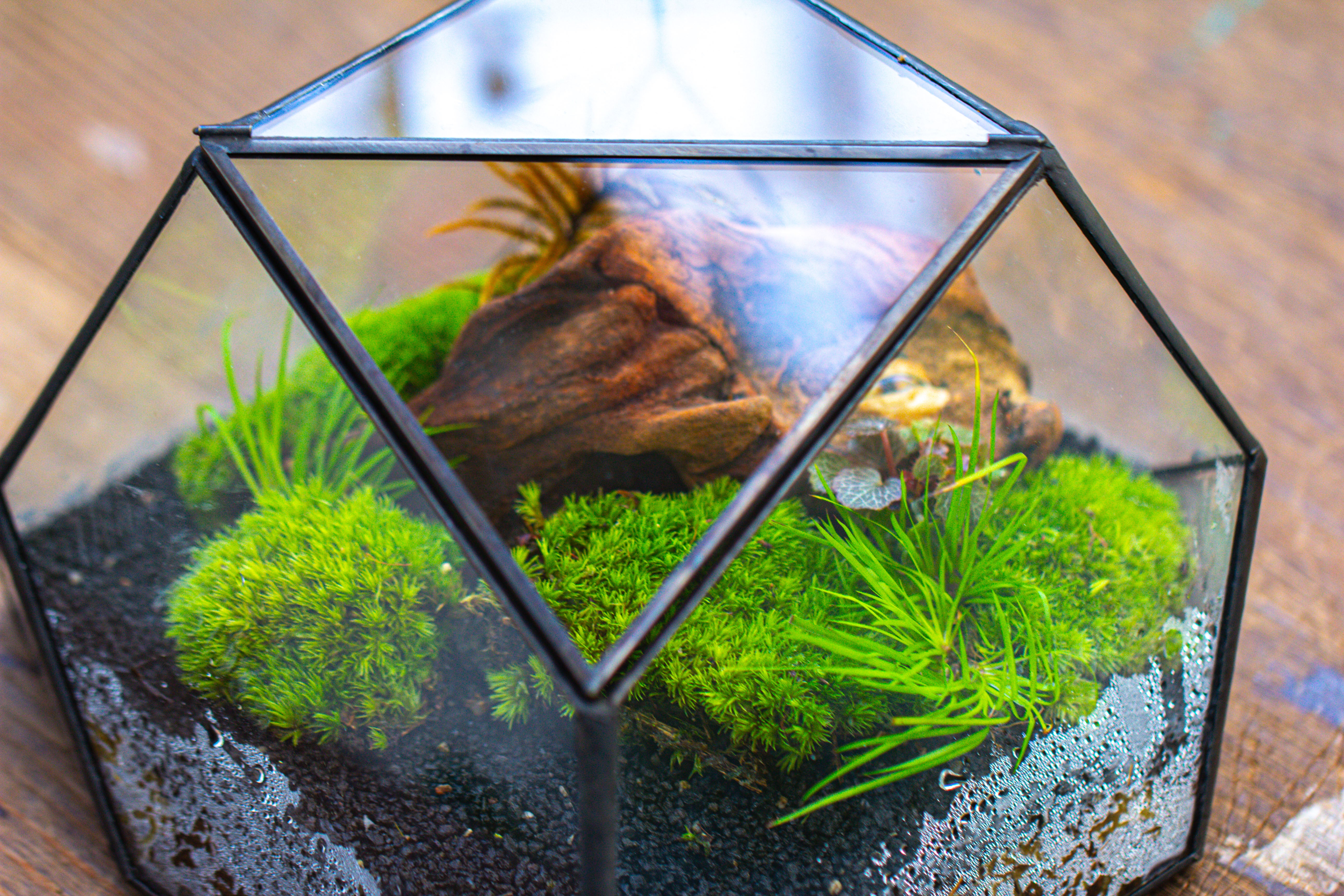 Geometric Terrarium Irregular, handmade,Tin and Glass - NCYPgarden