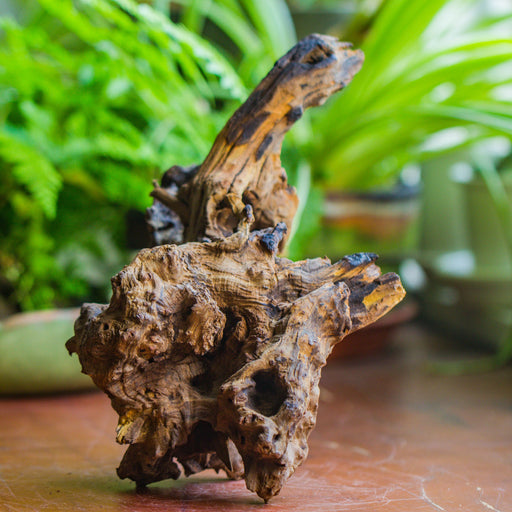 Natural driftwood for moss terrarium, miniature, micro landscape, unique  10-7, suitable for both live and preserved moss - NCYPgarden
