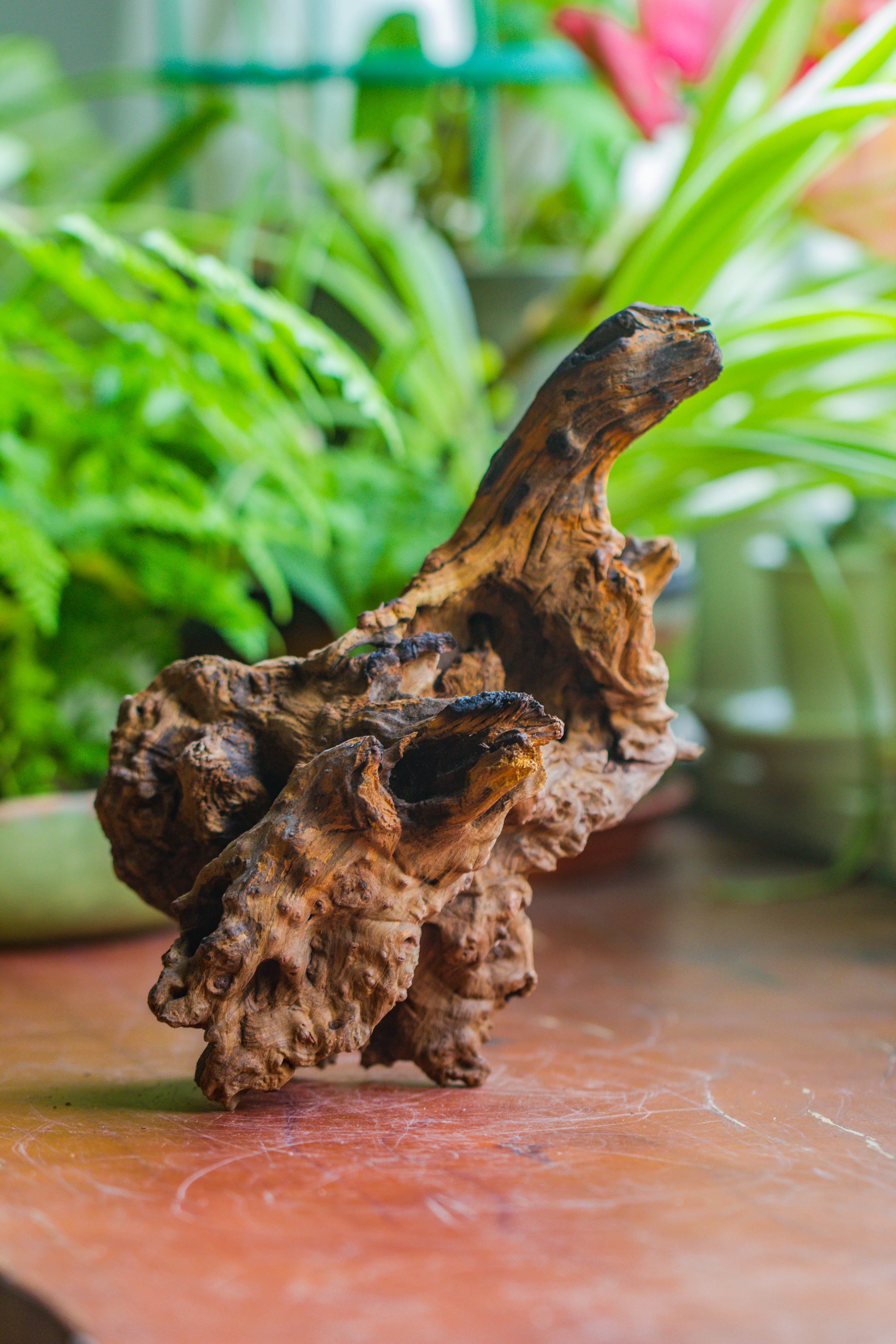 Natural driftwood for moss terrarium, miniature, micro landscape, unique  10-7, suitable for both live and preserved moss - NCYPgarden