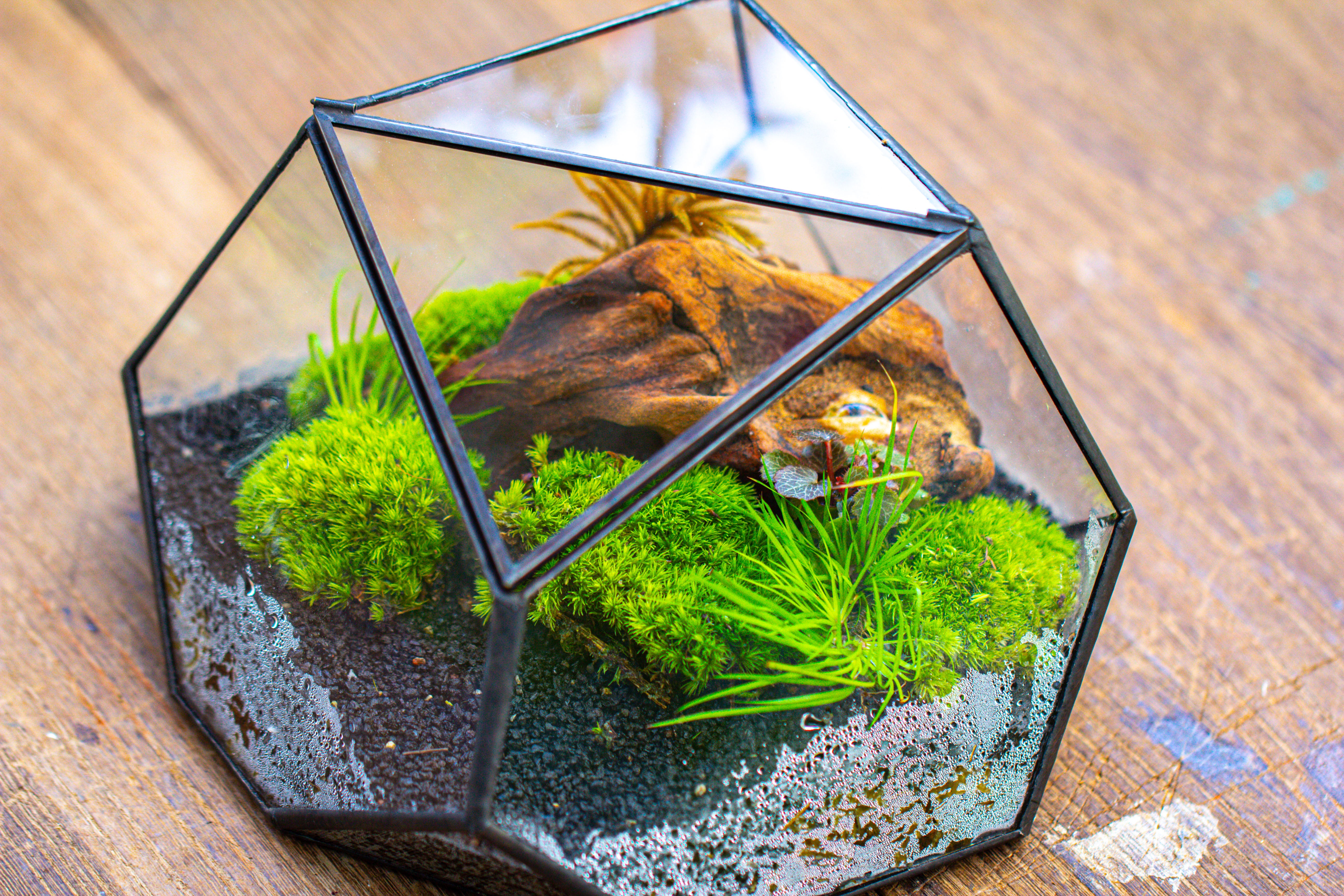 Geometric Terrarium Irregular, handmade,Tin and Glass - NCYPgarden