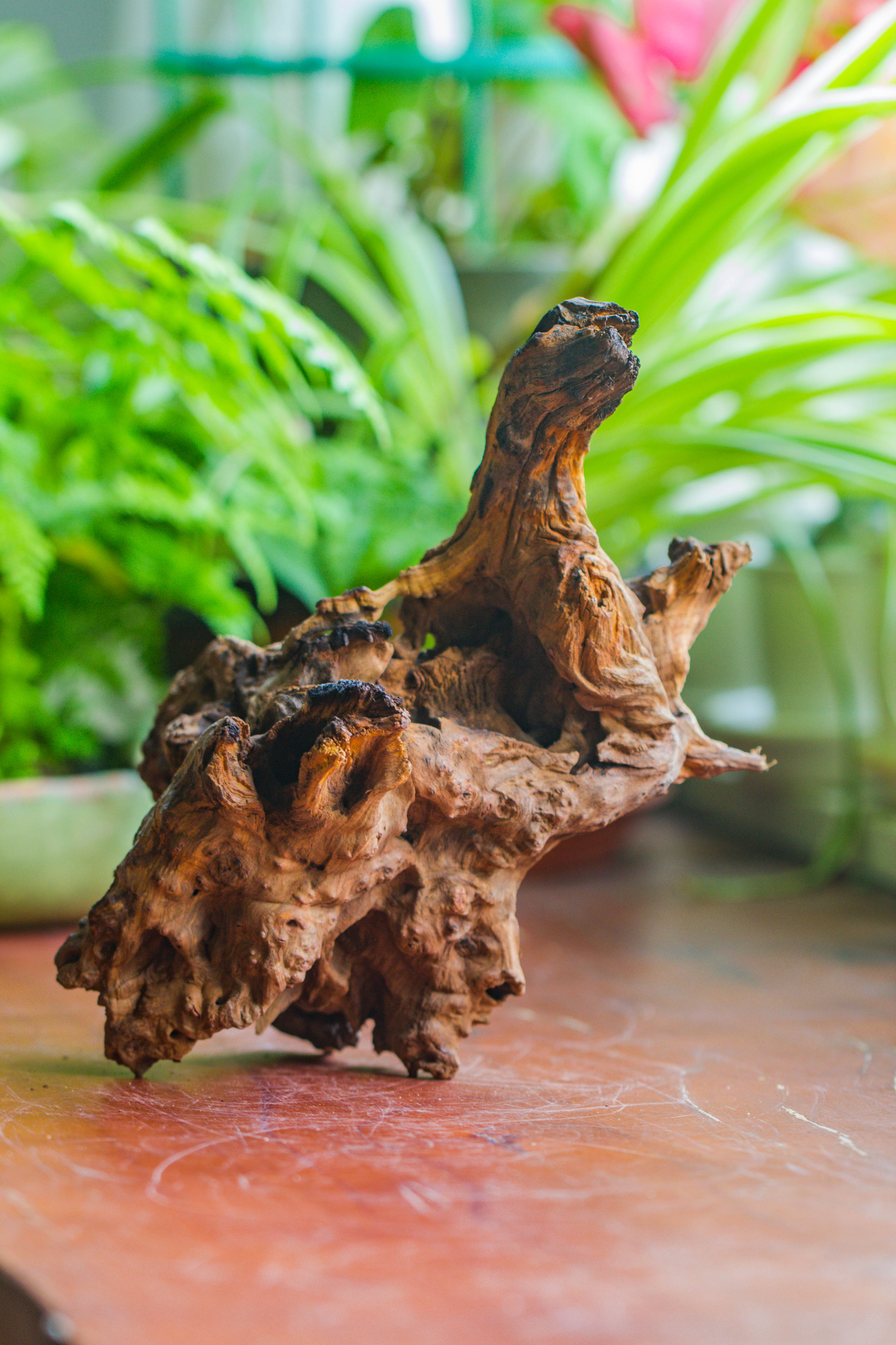 Natural driftwood for moss terrarium, miniature, micro landscape, unique  10-7, suitable for both live and preserved moss - NCYPgarden