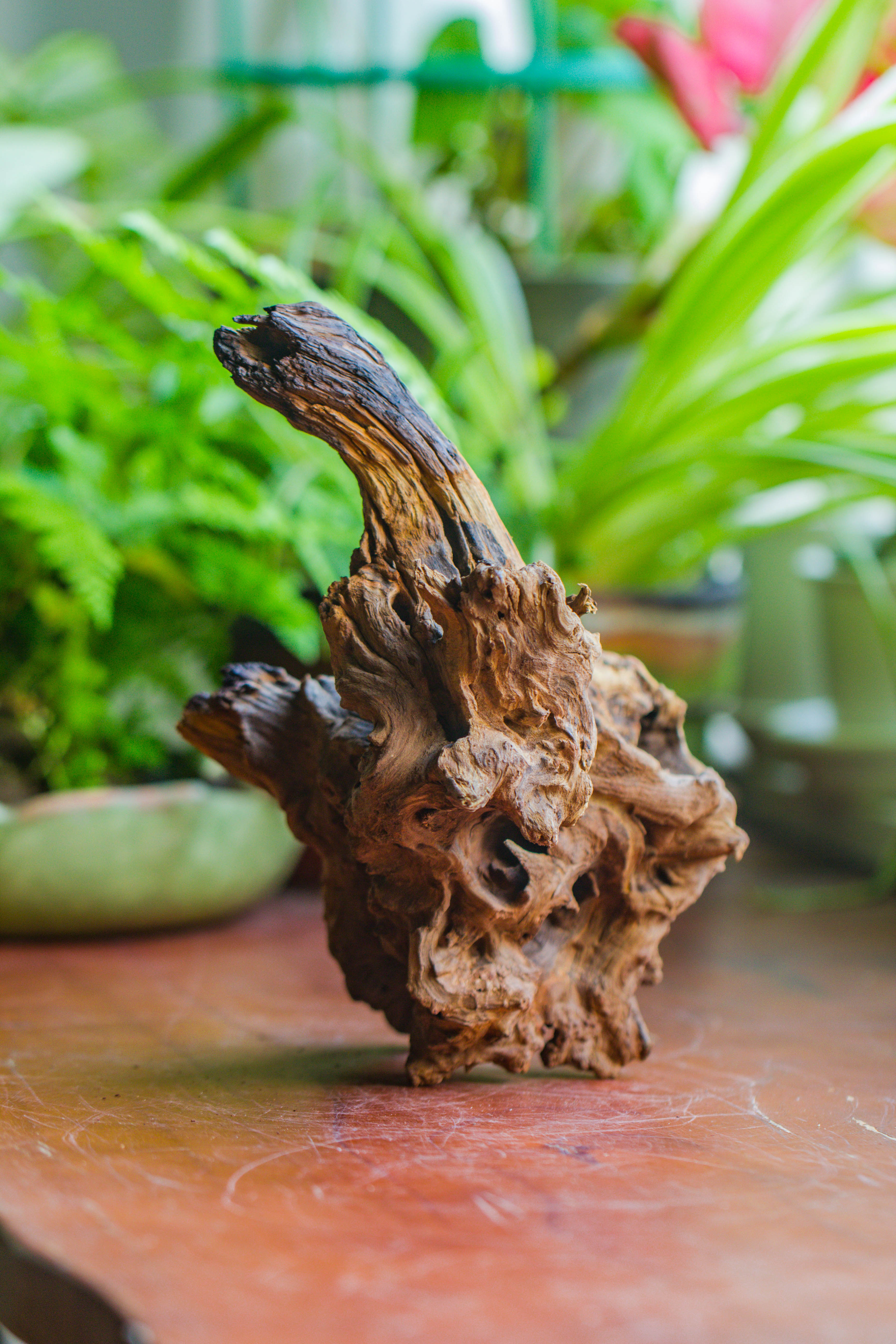 Natural driftwood for moss terrarium, miniature, micro landscape, unique  10-7, suitable for both live and preserved moss - NCYPgarden