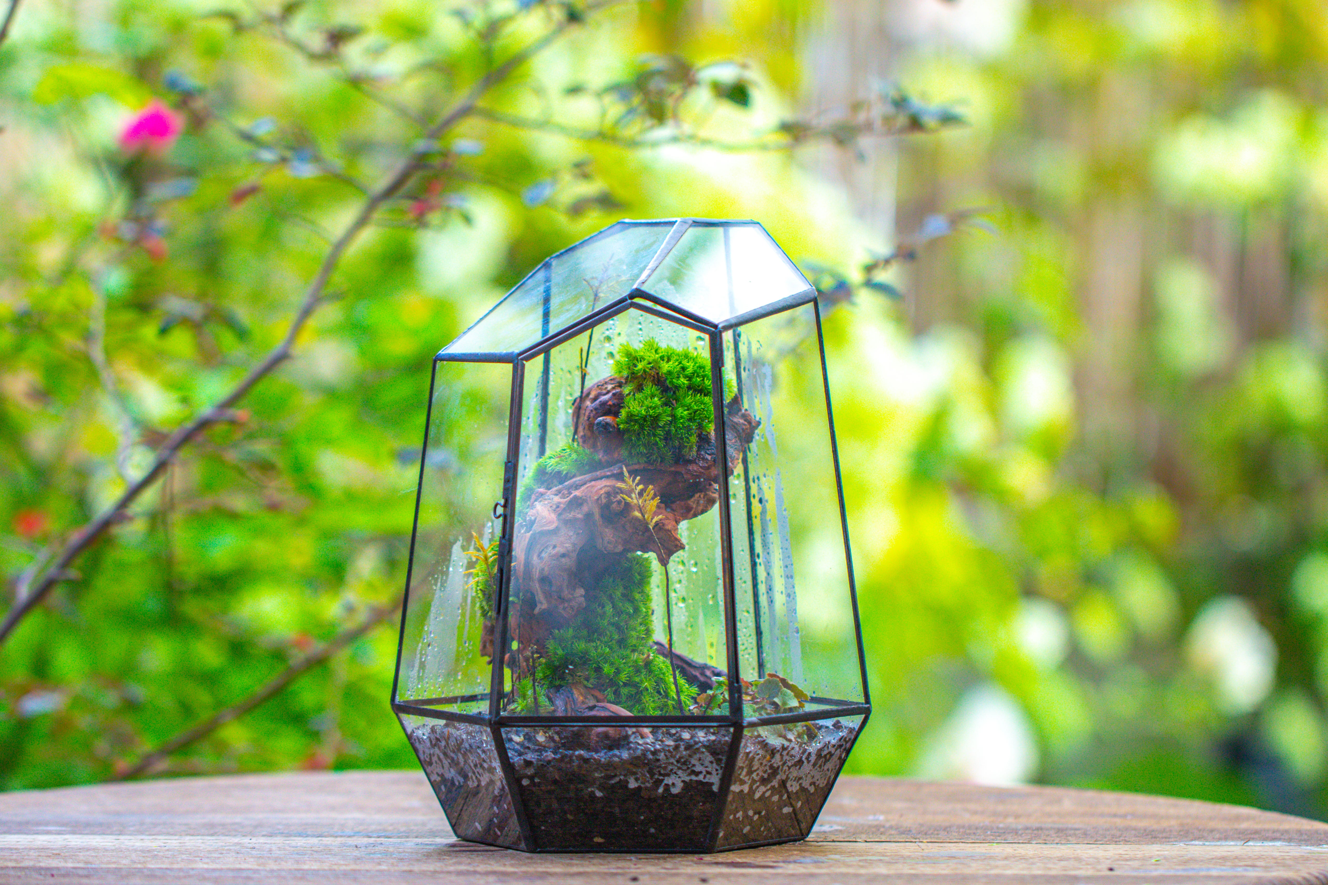 NCYP Large Close Geometric Glass Terrarium with Door, Tin Sealed Irregular Tall Planter for moss Flower Pot - NCYPgarden