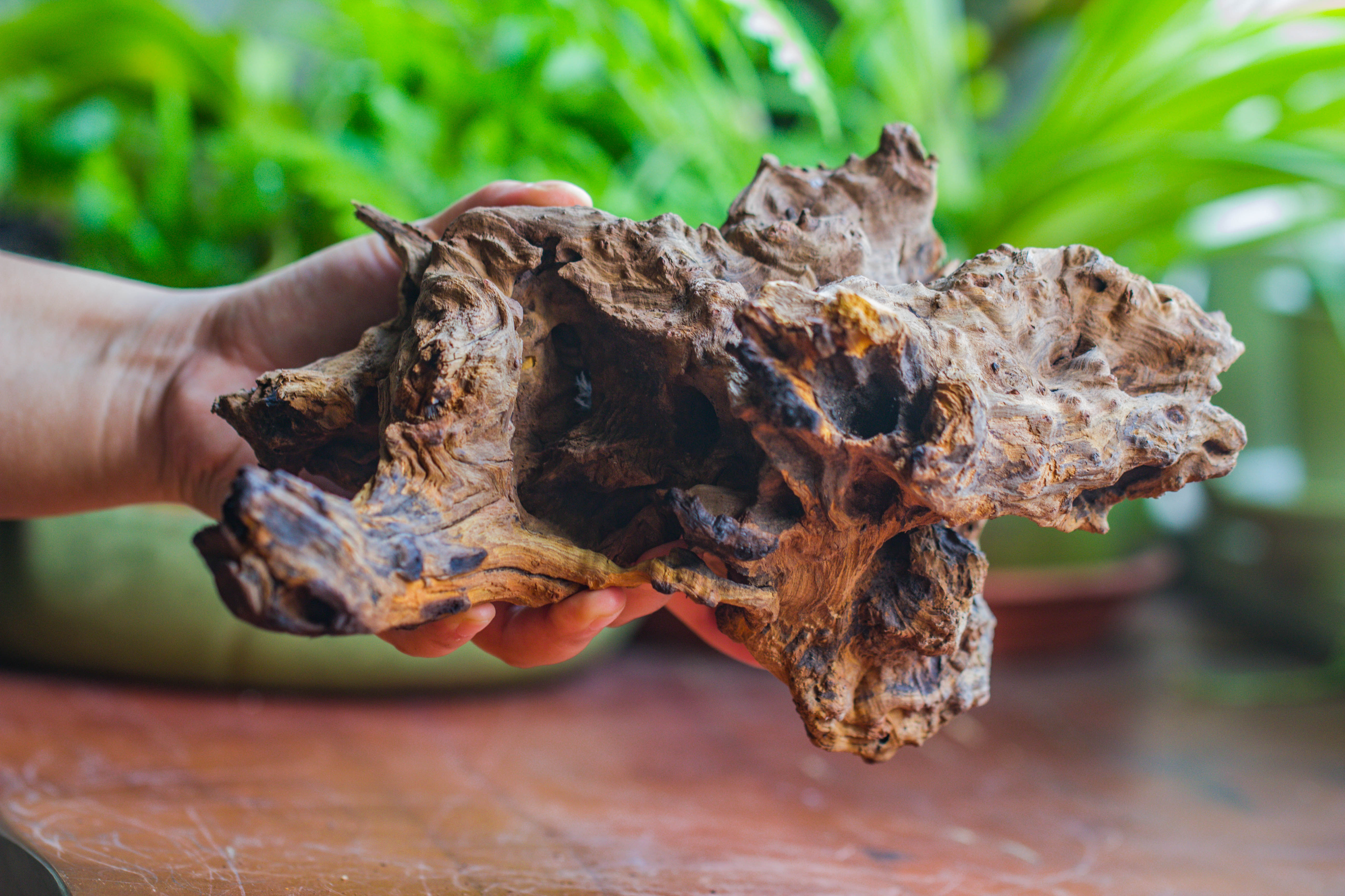 Natural driftwood for moss terrarium, miniature, micro landscape, unique  10-7, suitable for both live and preserved moss - NCYPgarden