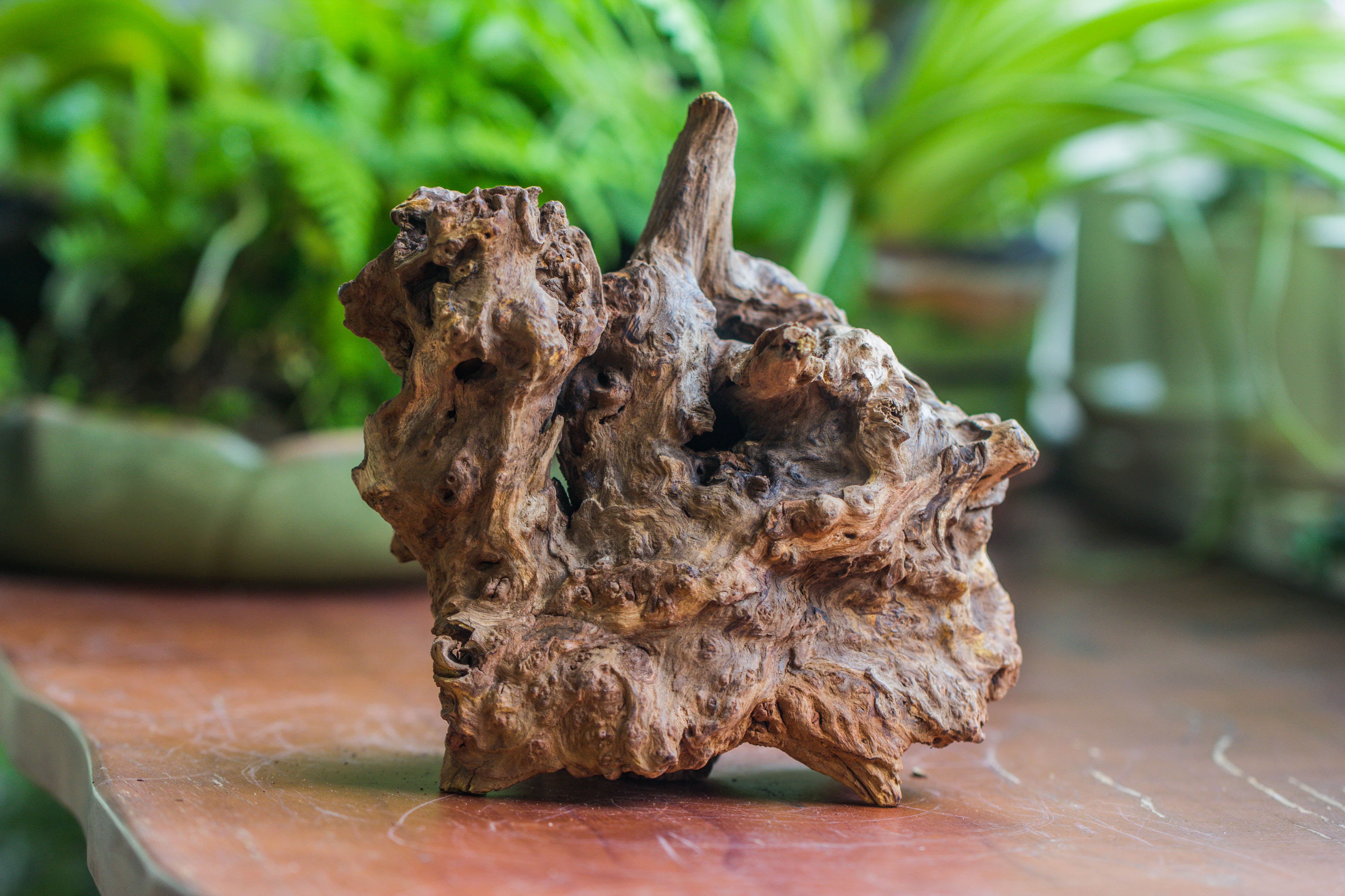 Natural driftwood for moss terrarium, miniature, micro landscape, unique  10-8, suitable for both live and preserved moss - NCYPgarden