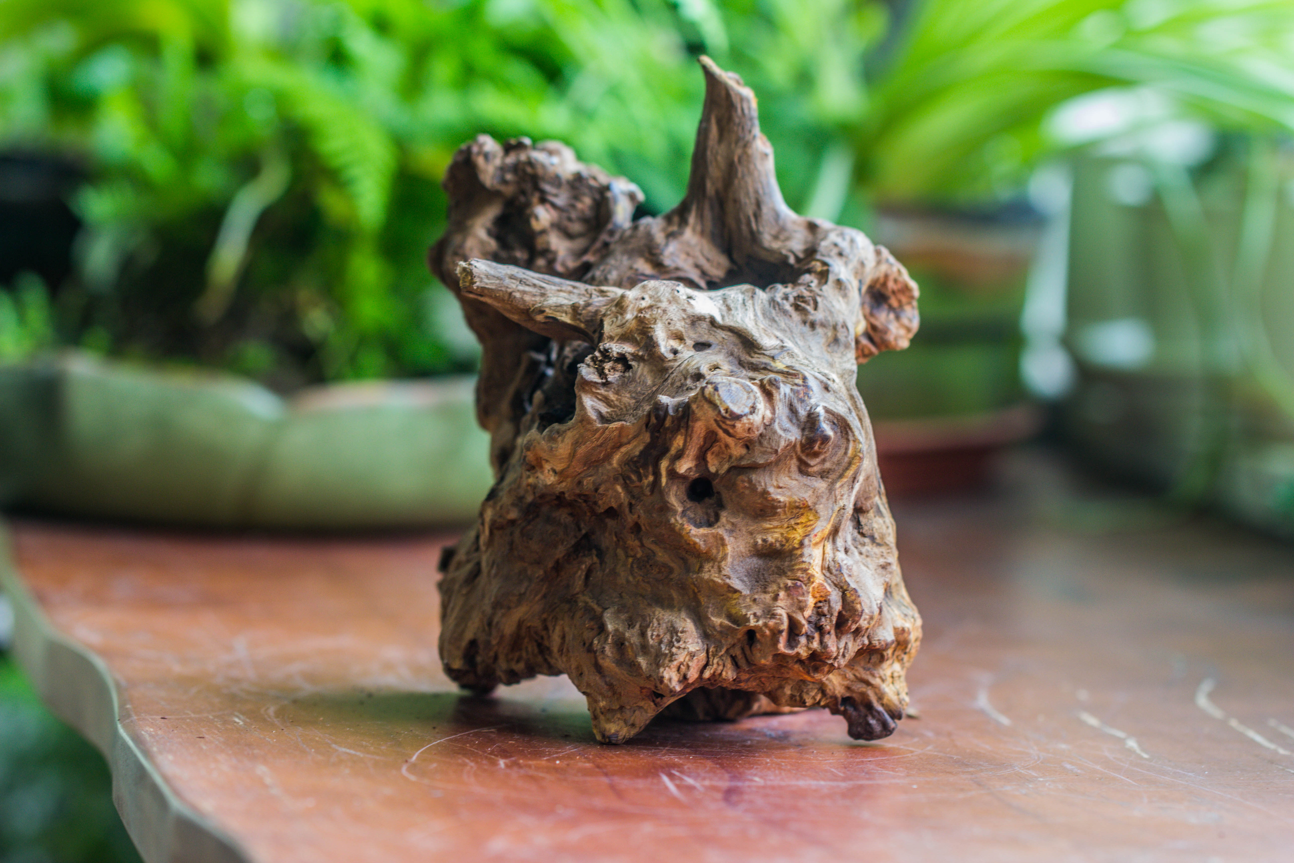 Natural driftwood for moss terrarium, miniature, micro landscape, unique  10-8, suitable for both live and preserved moss - NCYPgarden