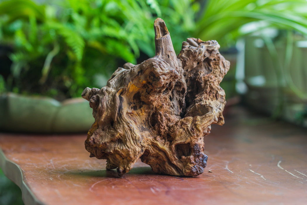Natural driftwood for moss terrarium, miniature, micro landscape, unique  10-8, suitable for both live and preserved moss - NCYPgarden