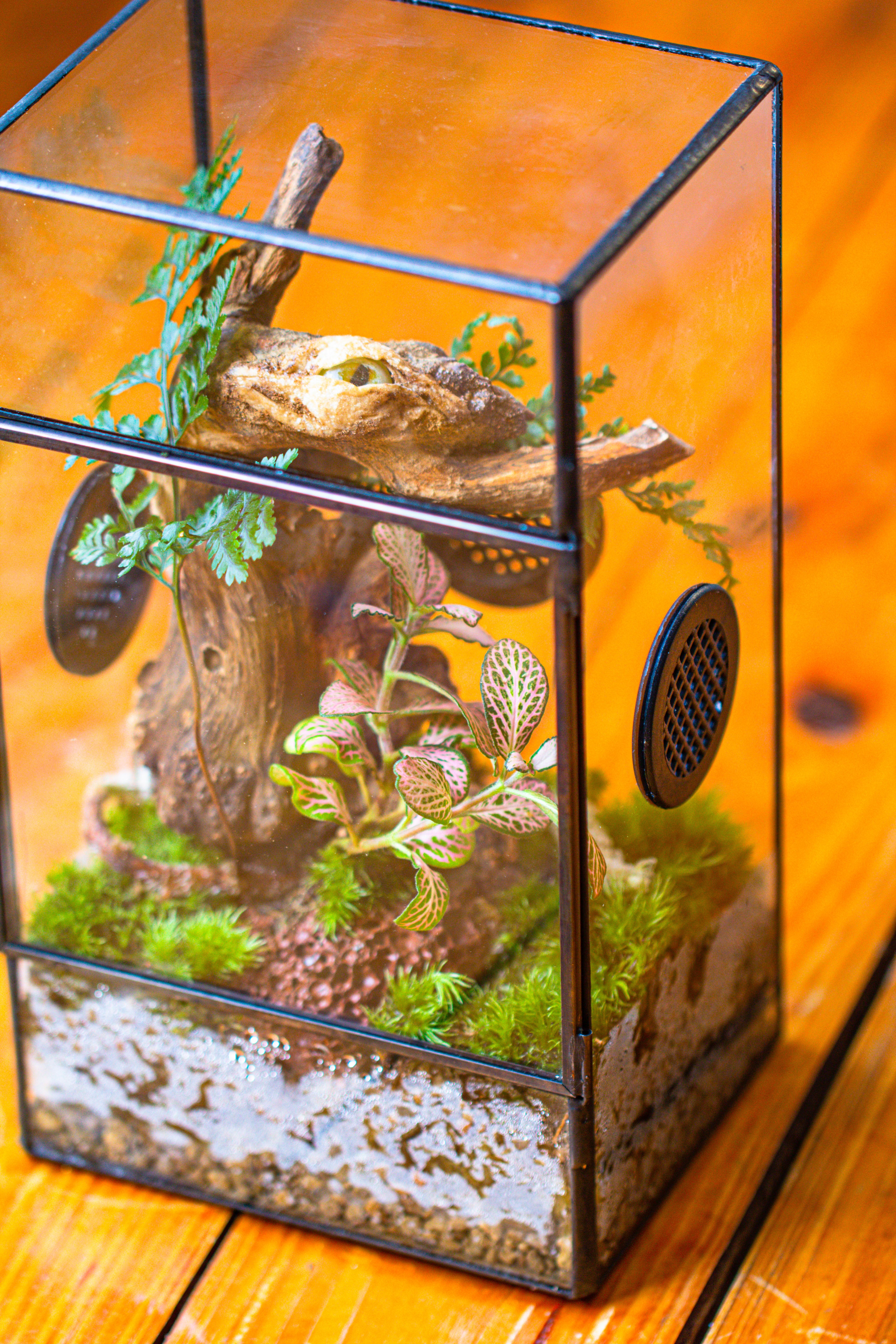 Glass Geometric Terrarium with Door Enclosure, Black Plastic Mesh Vent for Insects, Snail, Jumping Spider, Plants Not Included - NCYPgarden