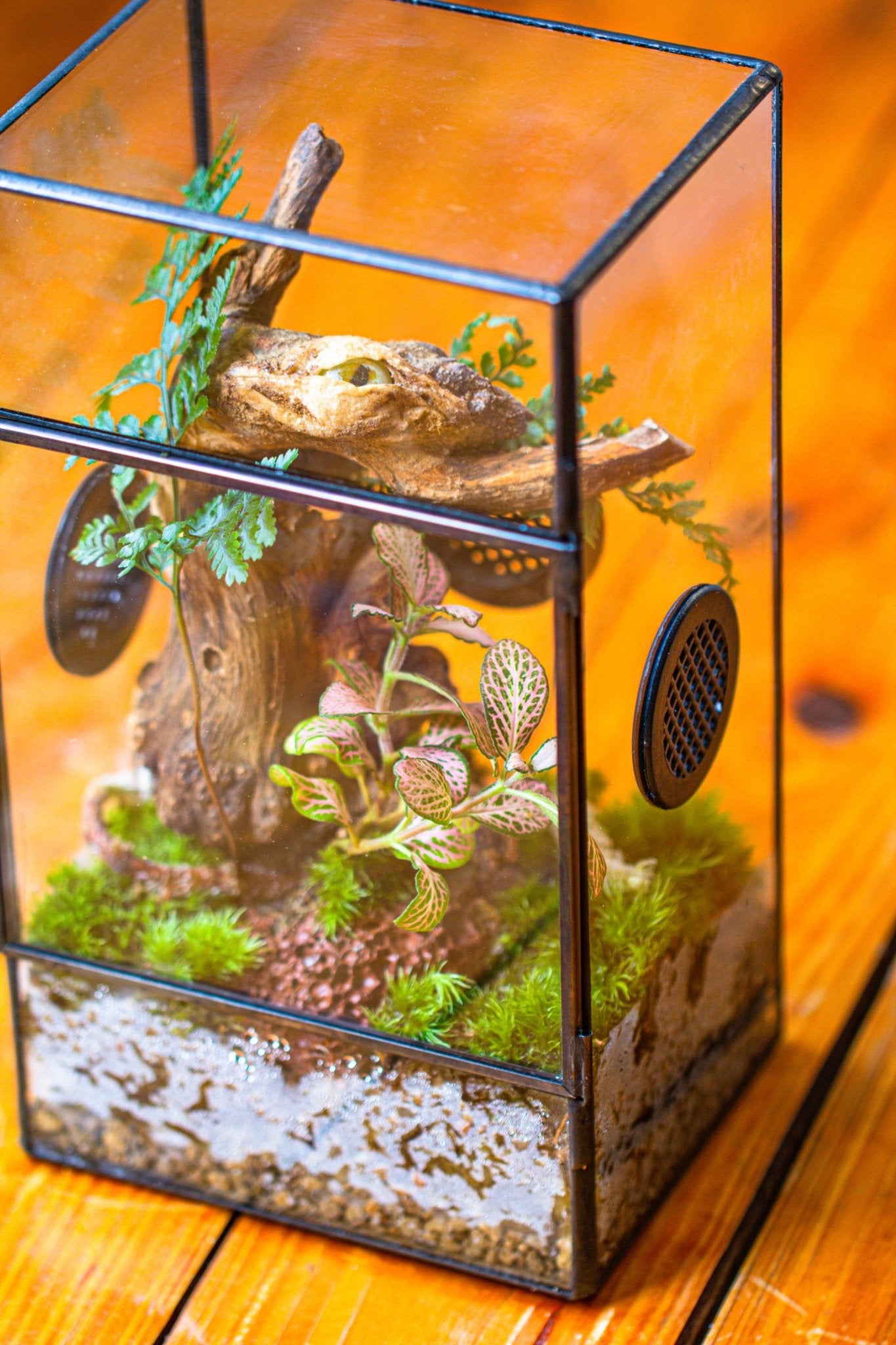 plants for jumping spider enclosure Glass Geometric Terrarium with Door Enclosure, Black Plastic Mesh Vent for Insects, Snail, Jumping Spider, Plants Not Included PR02D1