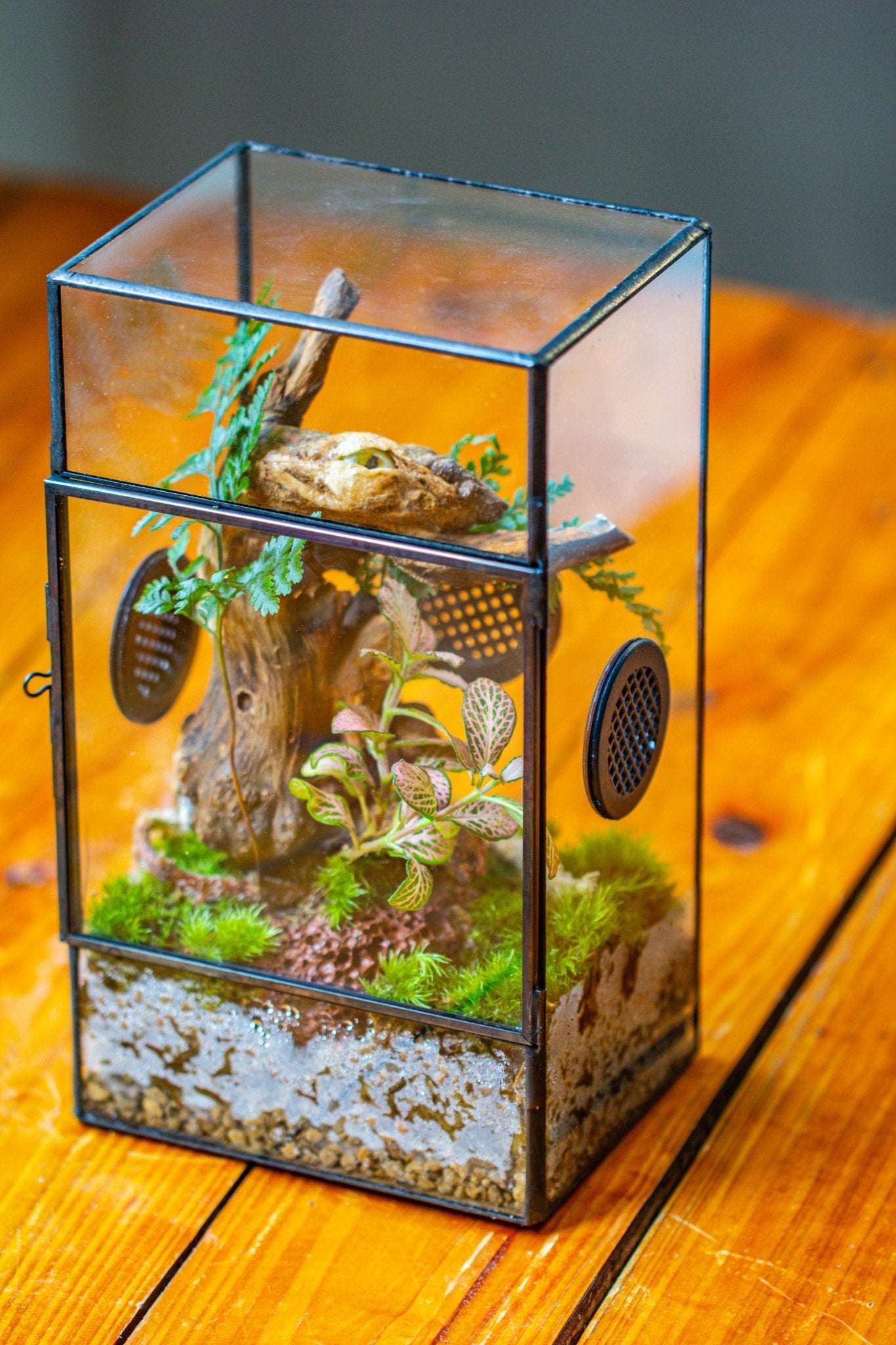 plastic terrarium for plants Glass Geometric Terrarium with Door Enclosure, Black Plastic Mesh Vent for Insects, Snail, Jumping Spider, Plants Not Included PR02D1