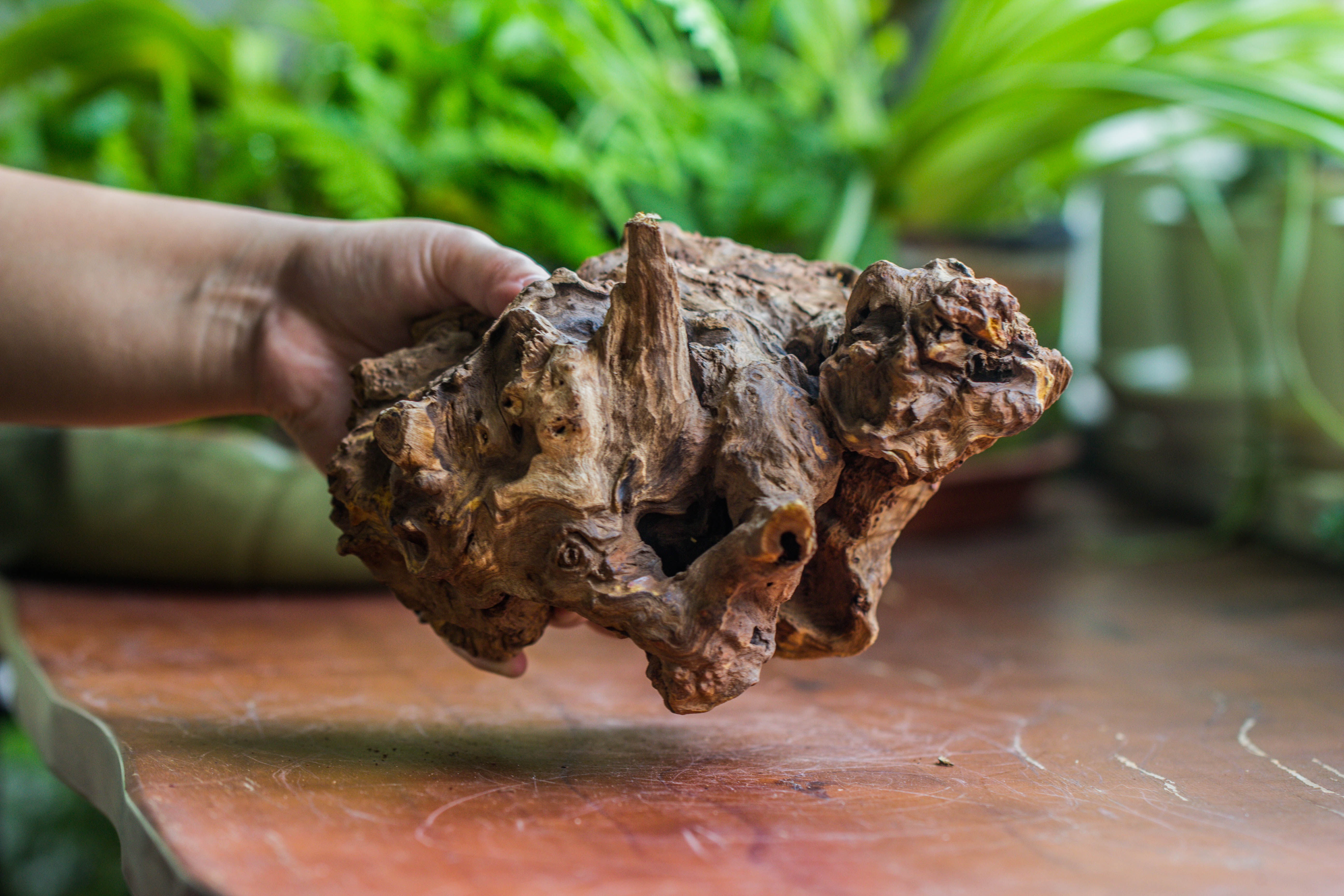 Natural driftwood for moss terrarium, miniature, micro landscape, unique  10-8, suitable for both live and preserved moss - NCYPgarden