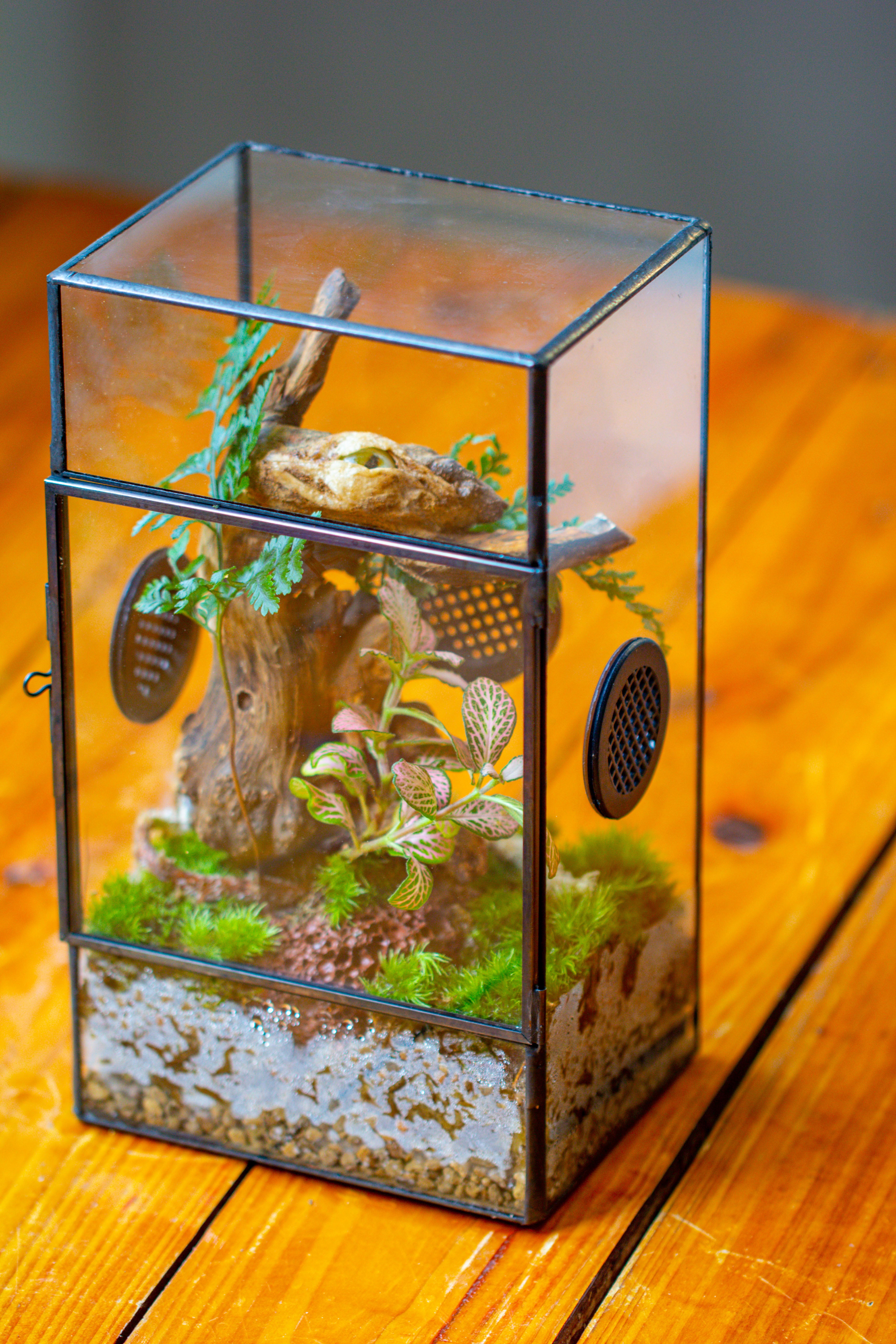 Glass Geometric Terrarium with Door Enclosure, Black Plastic Mesh Vent for Insects, Snail, Jumping Spider, Plants Not Included - NCYPgarden