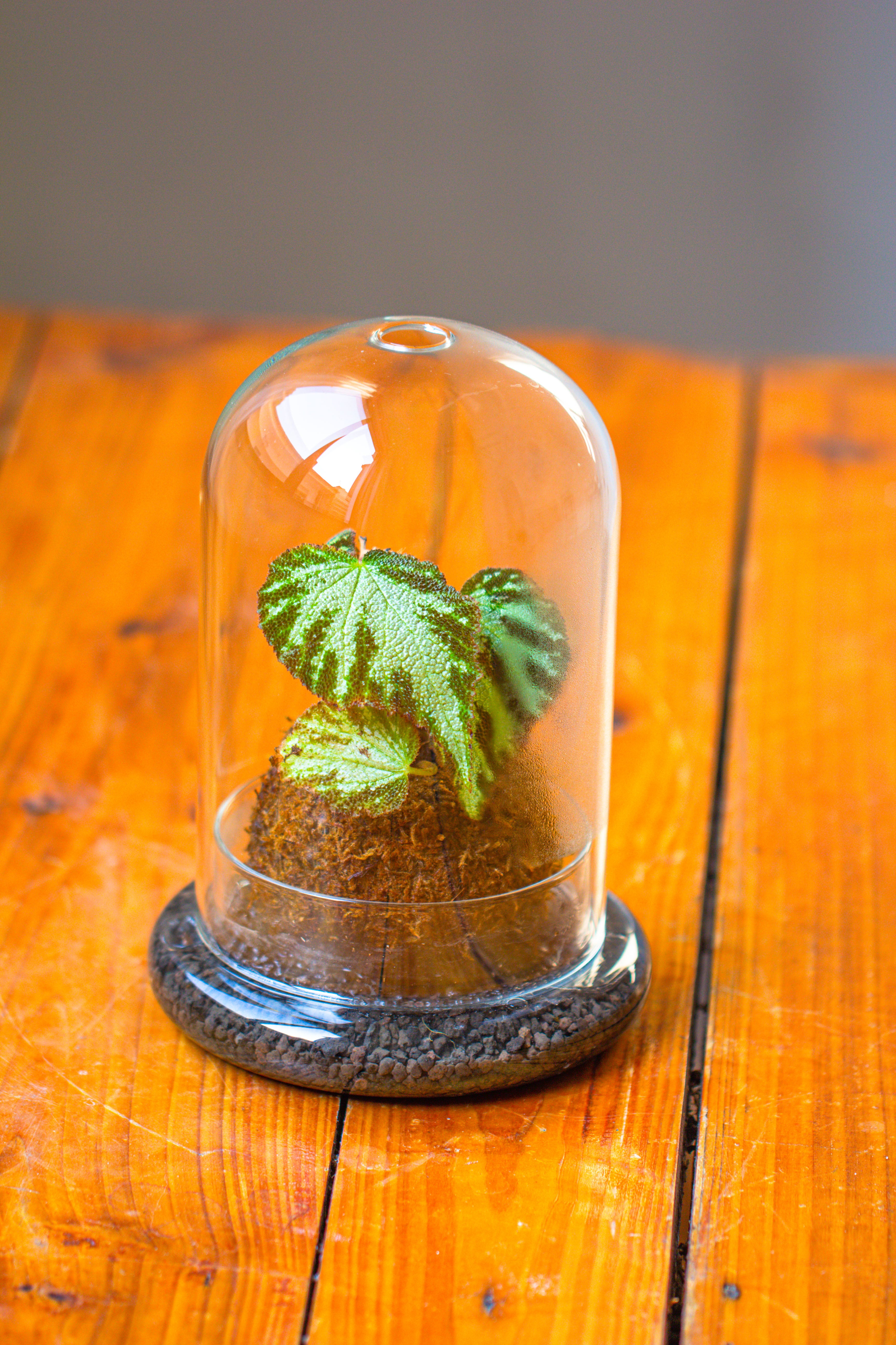 Glass Dome Cloche Set with Air Hole - 5.9 x 5.9 x 8.2" Indoor, suitable for southern, tropical area - NCYPgarden