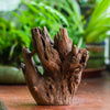 Copy of Natural driftwood for moss terrarium, miniature, micro landscape, unique  10-17, suitable for both live and preserved moss - NCYPgarden