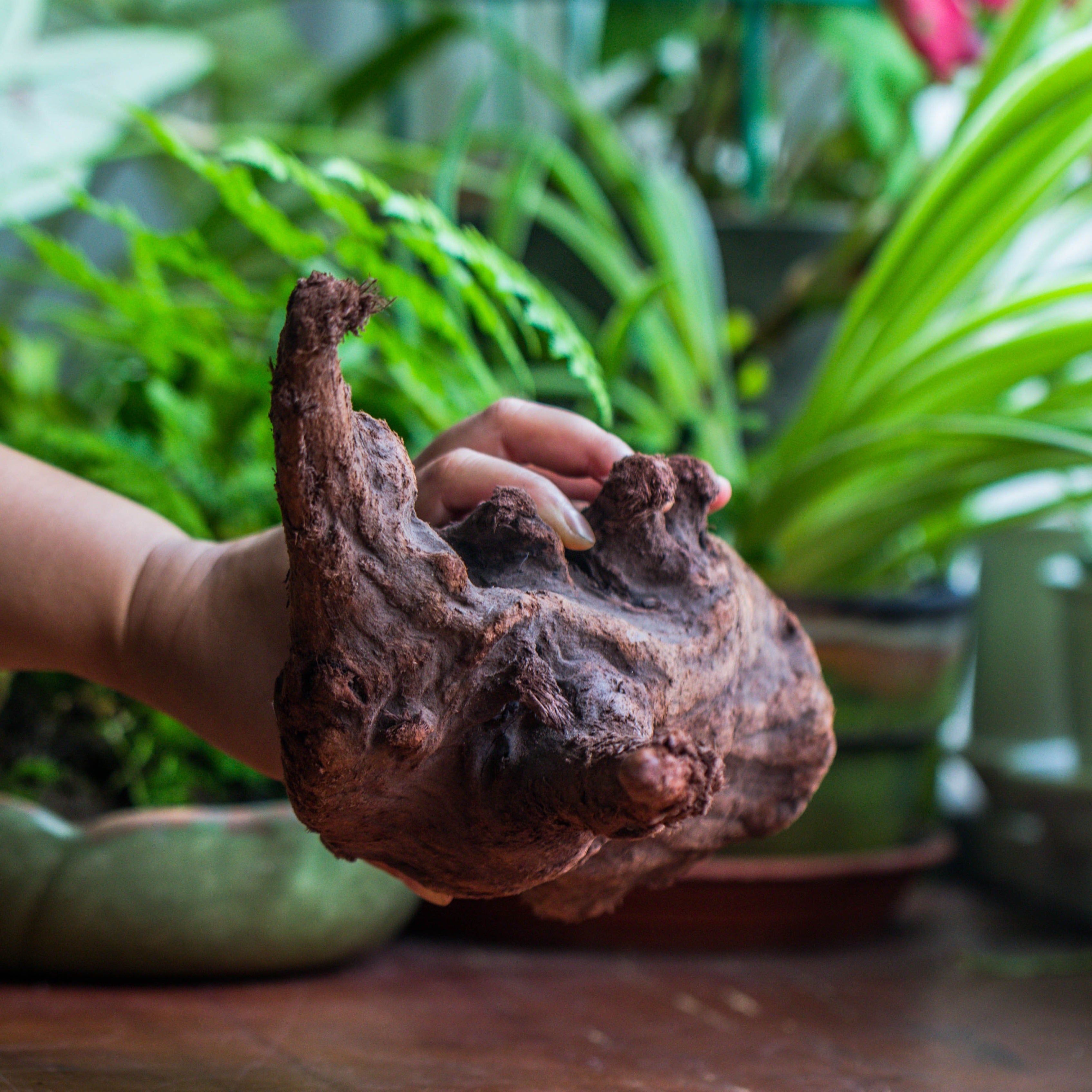 Copy of Natural driftwood for moss terrarium, miniature, micro landscape, unique  10-47, suitable for both live and preserved moss - NCYPgarden