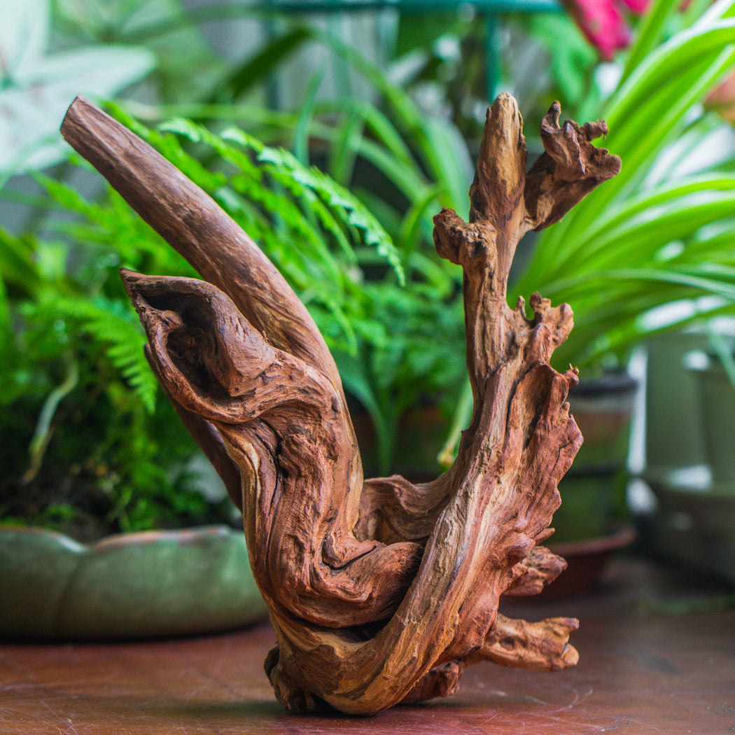 Copy of Natural driftwood for moss terrarium, miniature, micro landscape, unique  10-43, suitable for both live and preserved moss - NCYPgarden