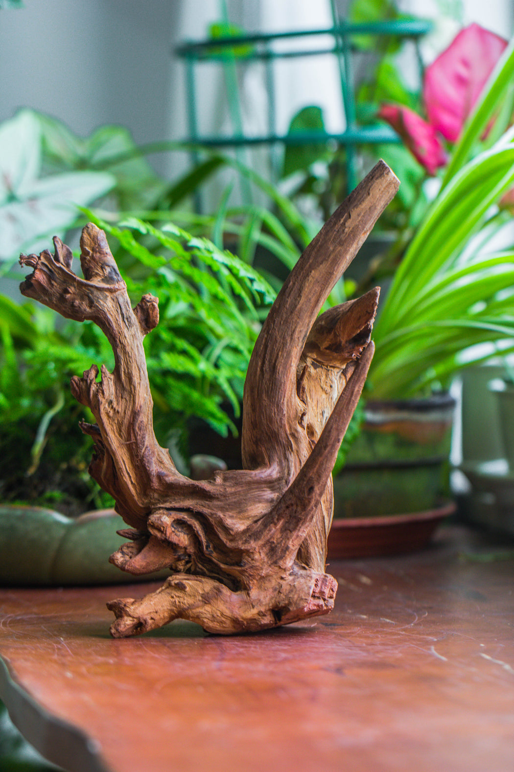 Copy of Natural driftwood for moss terrarium, miniature, micro landscape, unique  10-43, suitable for both live and preserved moss - NCYPgarden
