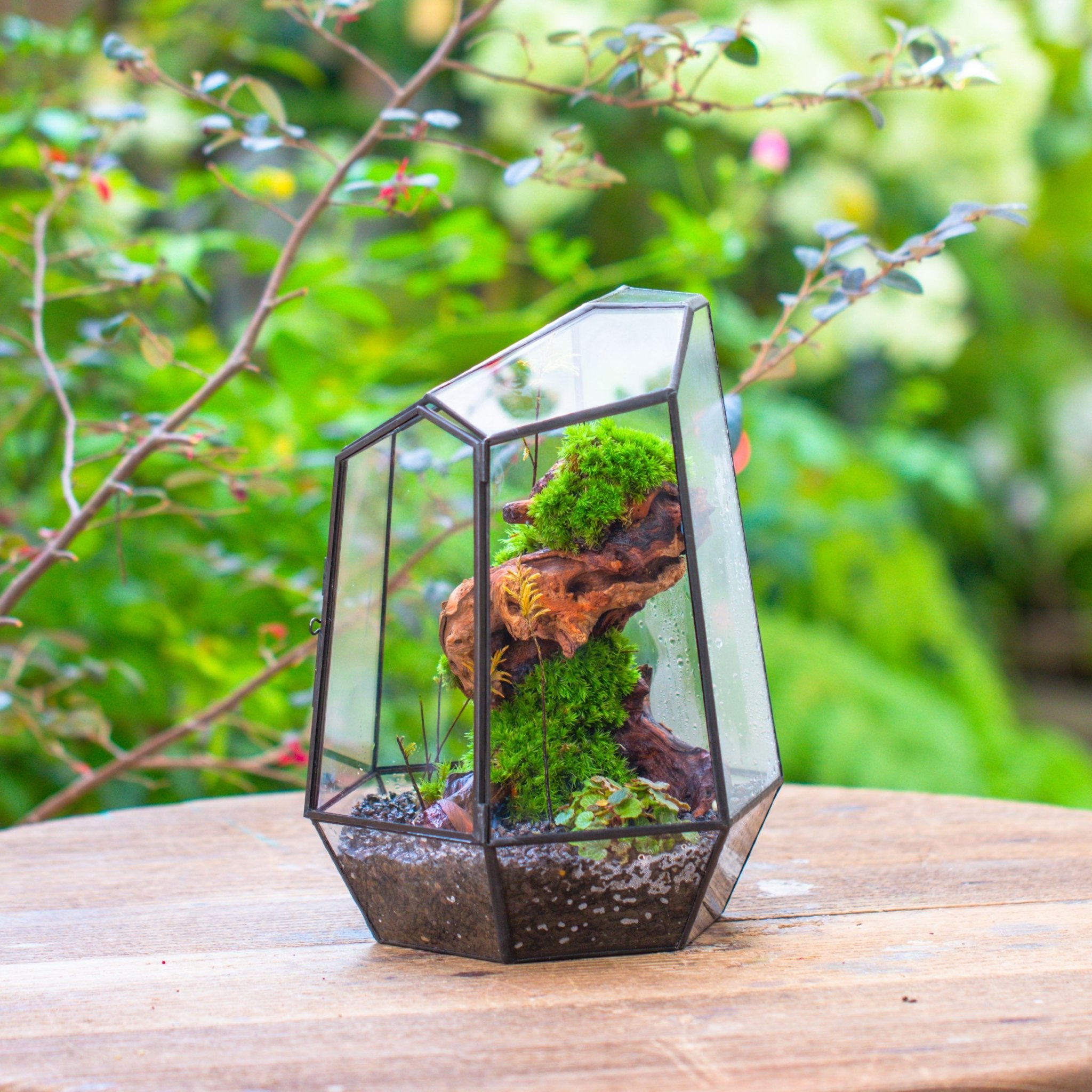 ready planted terrariums NCYP Large Close Geometric Glass Terrarium with Door, Tin Sealed Irreg – NCYPgarden