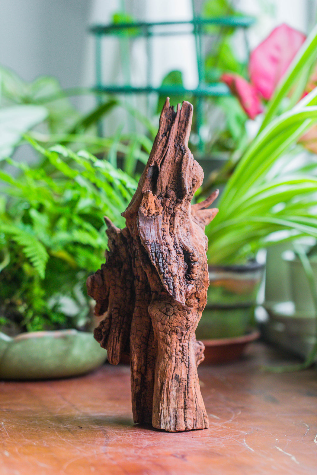 Copy of Natural driftwood for moss terrarium, miniature, micro landscape, unique  10-33, suitable for both live and preserved moss - NCYPgarden