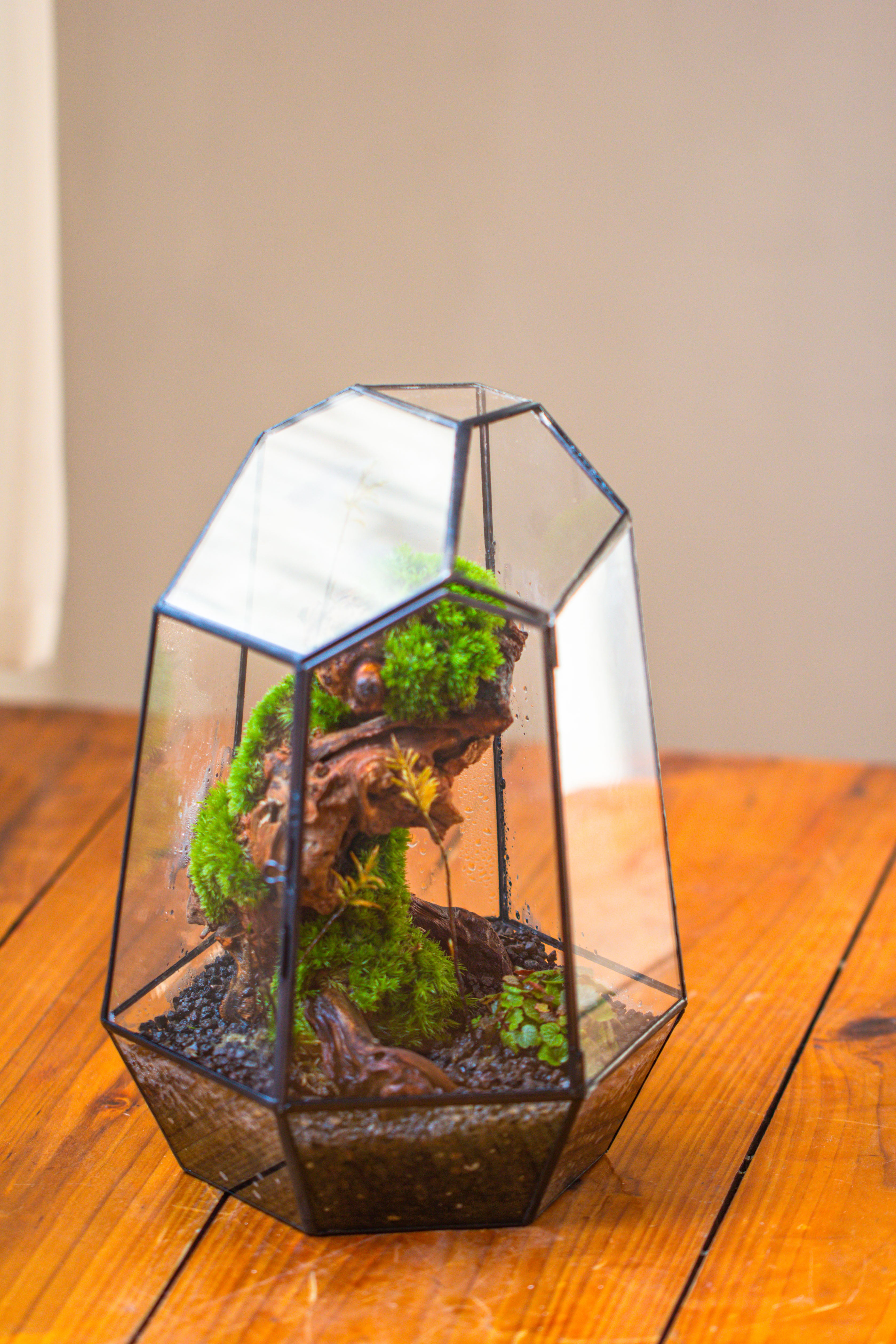 NCYP Large Close Geometric Glass Terrarium with Door, Tin Sealed Irregular Tall Planter for moss Flower Pot - NCYPgarden