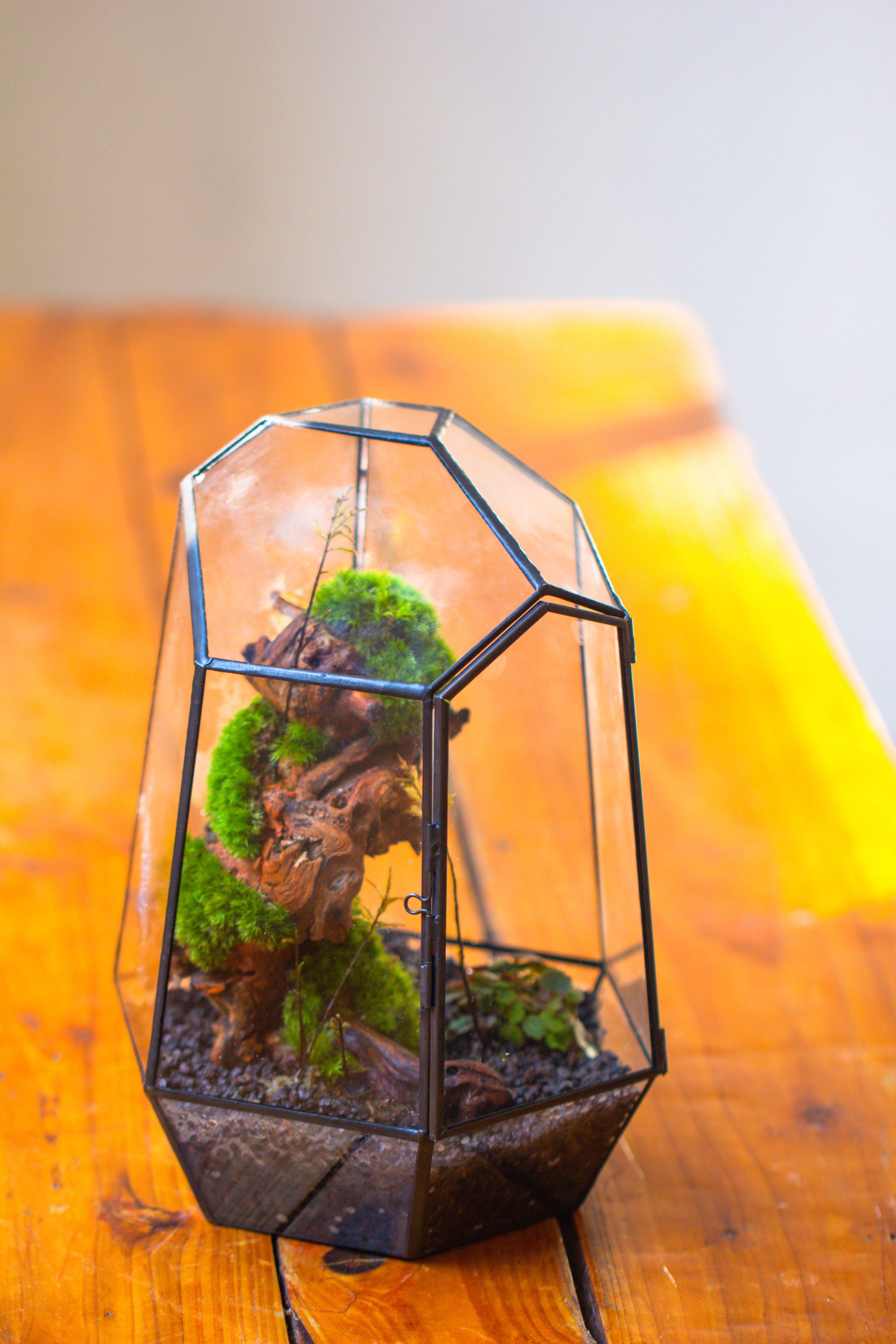 NCYP Large Close Geometric Glass Terrarium with Door, Tin Sealed Irregular Tall Planter for moss Flower Pot - NCYPgarden