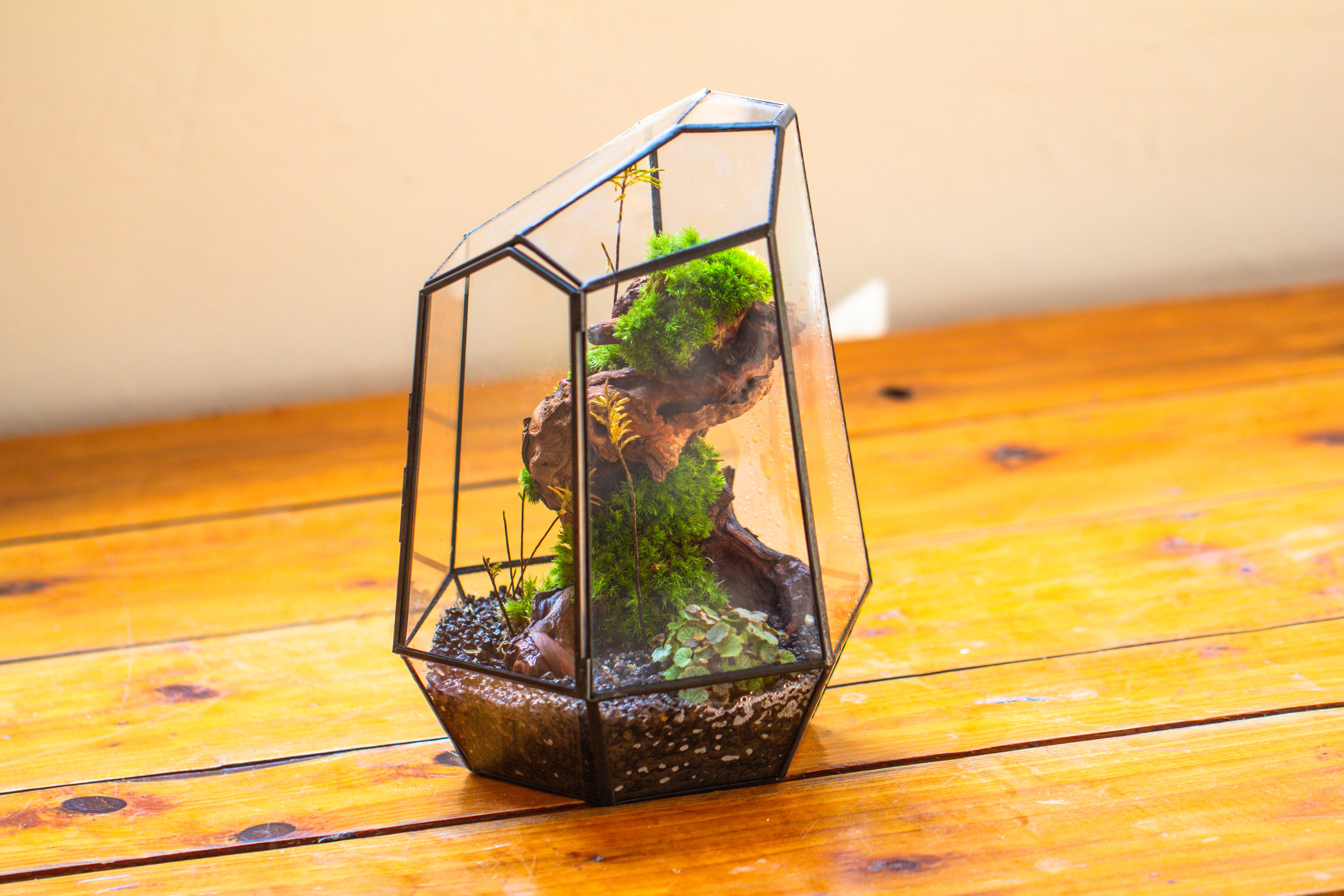 NCYP Large Close Geometric Glass Terrarium with Door, Tin Sealed Irregular Tall Planter for moss Flower Pot - NCYPgarden