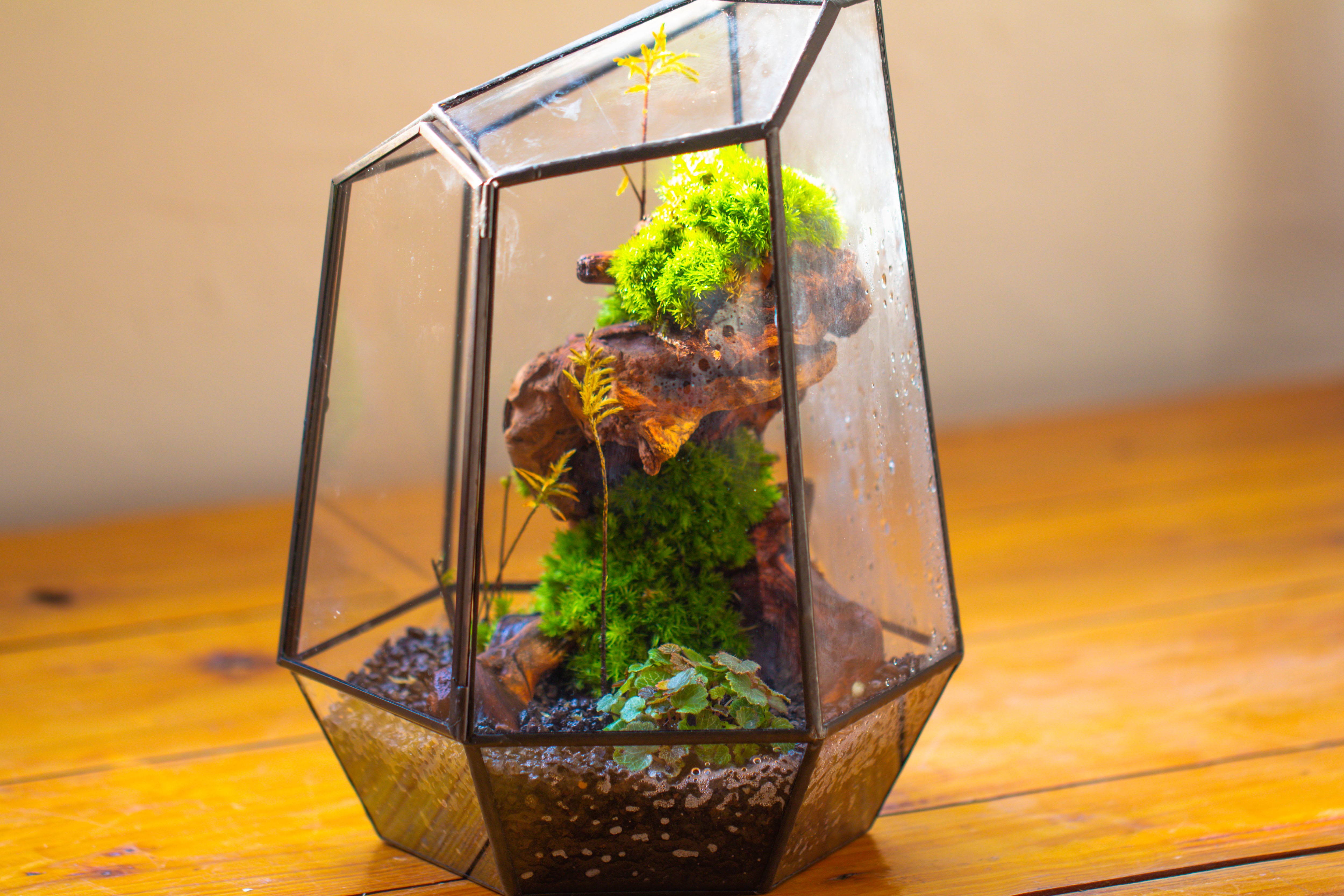 NCYP Large Close Geometric Glass Terrarium with Door, Tin Sealed Irregular Tall Planter for moss Flower Pot - NCYPgarden