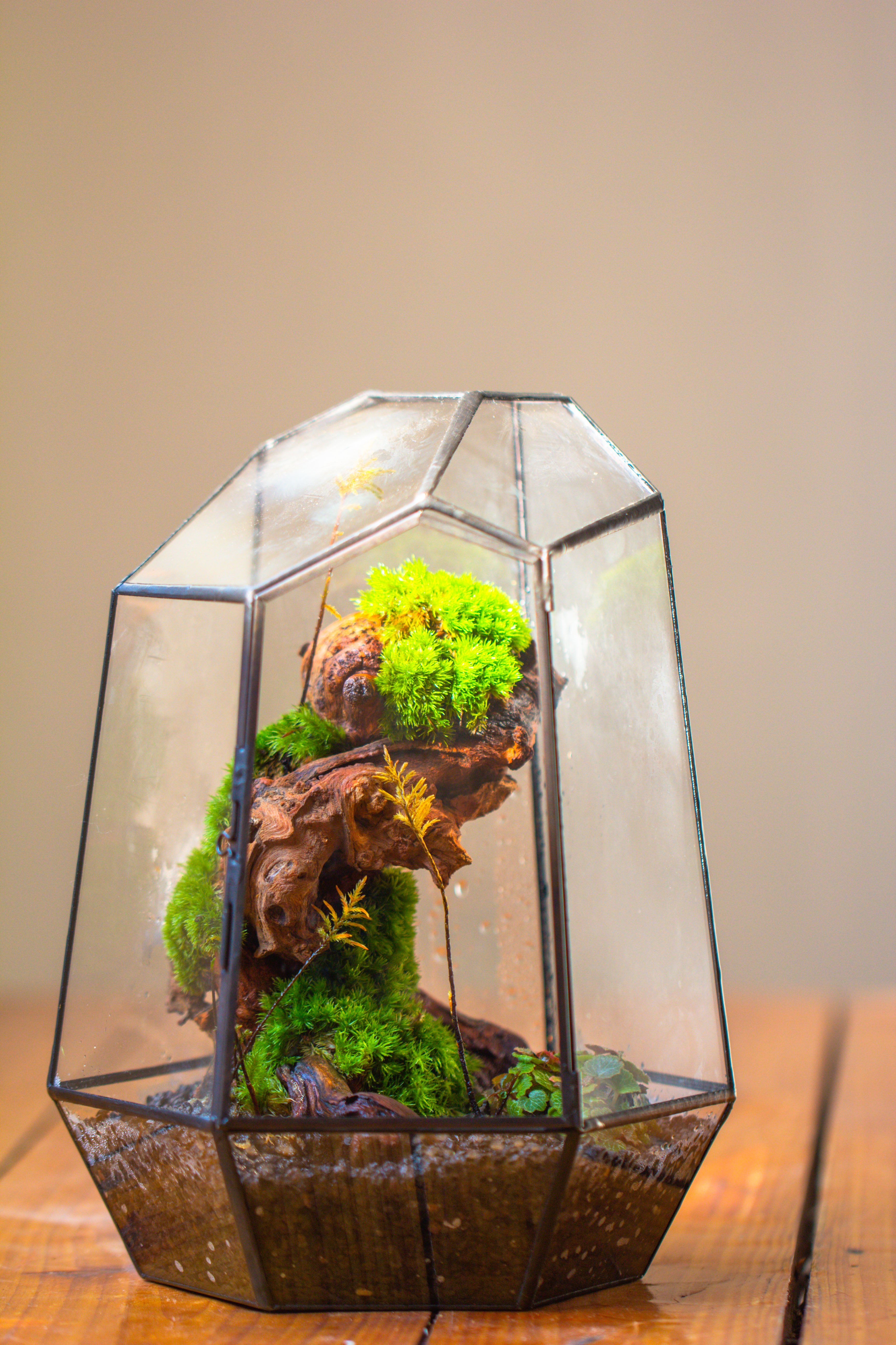 NCYP Large Close Geometric Glass Terrarium with Door, Tin Sealed Irregular Tall Planter for moss Flower Pot - NCYPgarden