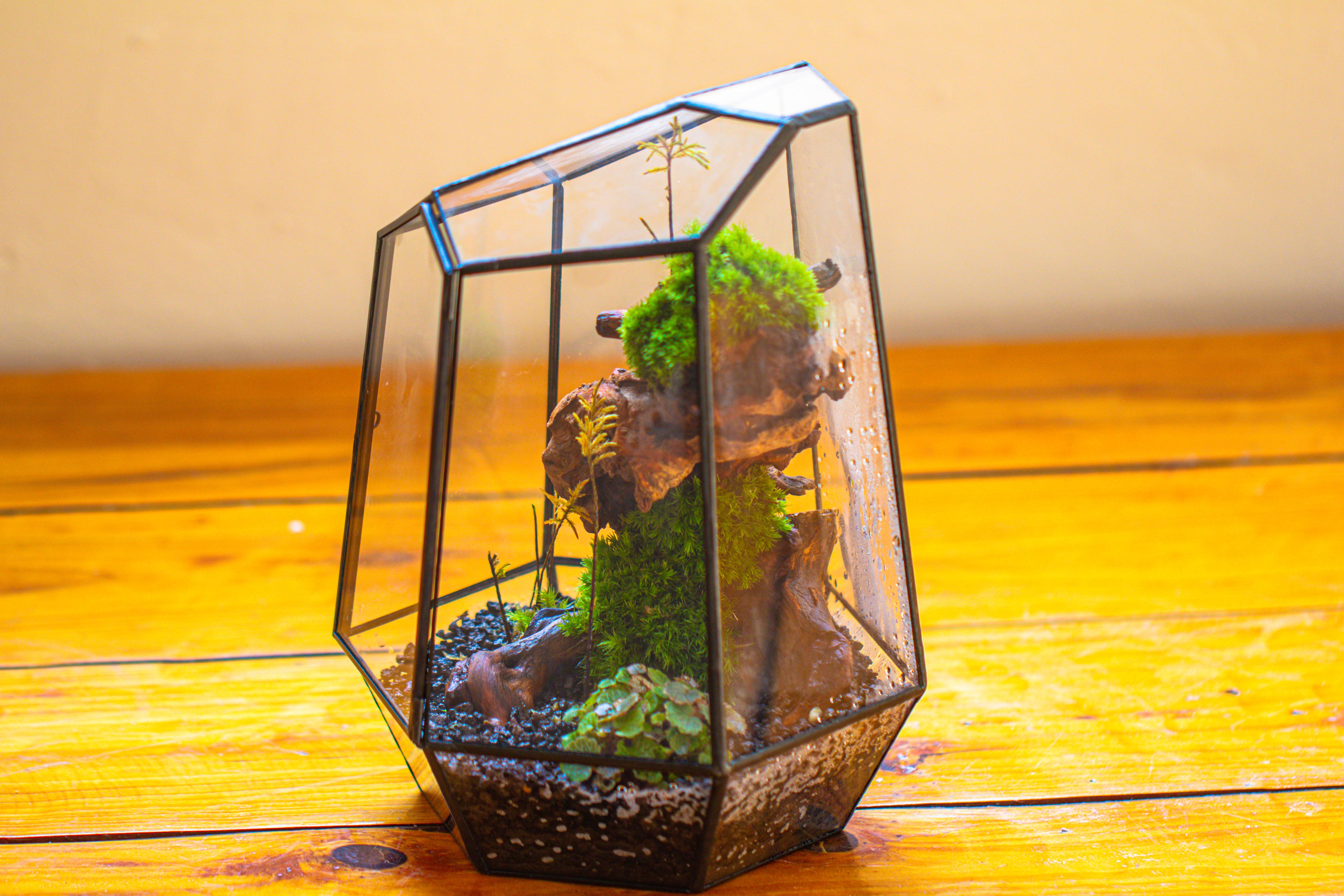 NCYP Large Close Geometric Glass Terrarium with Door, Tin Sealed Irregular Tall Planter for moss Flower Pot - NCYPgarden