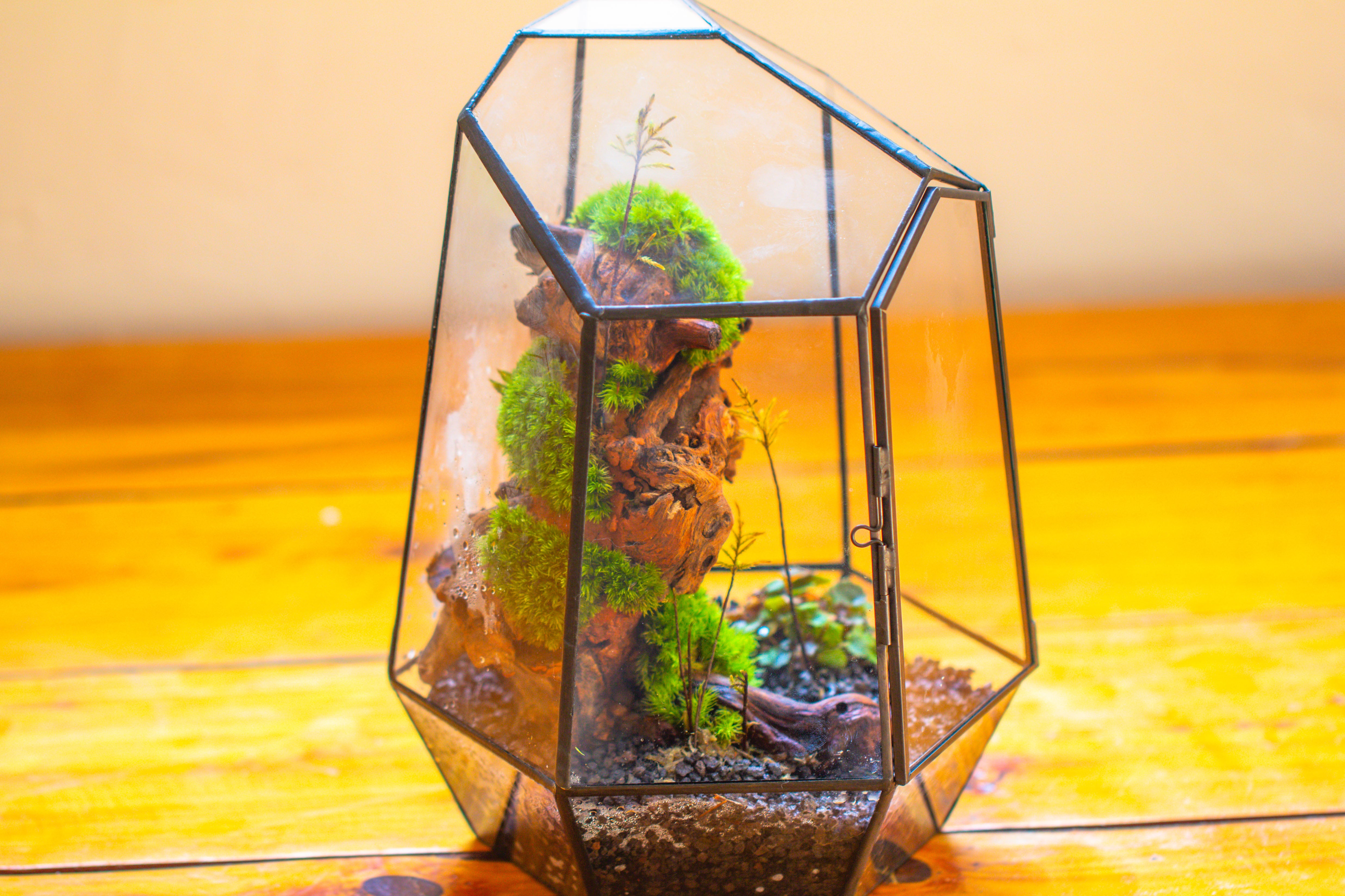 NCYP Large Close Geometric Glass Terrarium with Door, Tin Sealed Irregular Tall Planter for moss Flower Pot - NCYPgarden