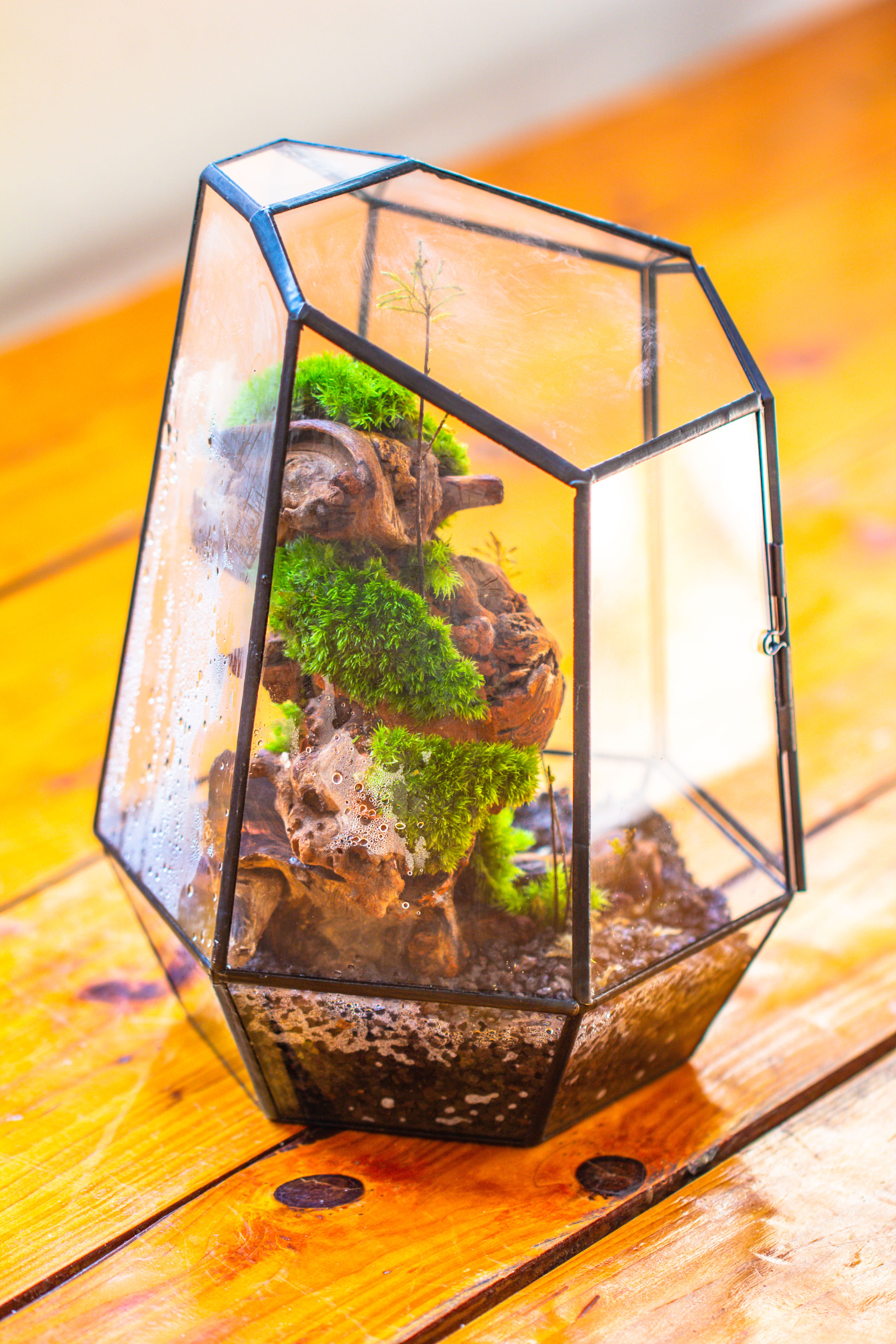 NCYP Large Close Geometric Glass Terrarium with Door, Tin Sealed Irregular Tall Planter for moss Flower Pot - NCYPgarden