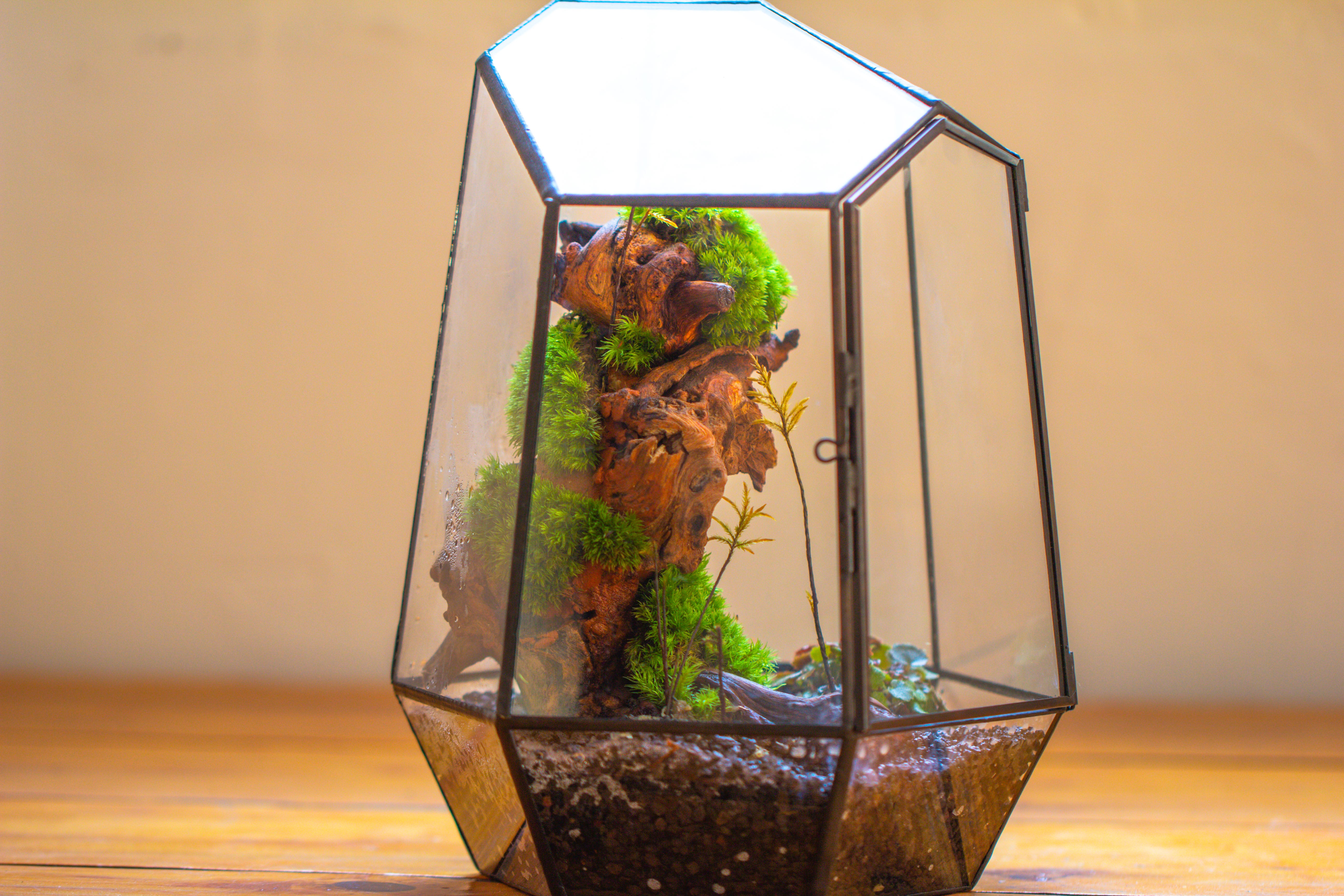 NCYP Large Close Geometric Glass Terrarium with Door, Tin Sealed Irregular Tall Planter for moss Flower Pot - NCYPgarden