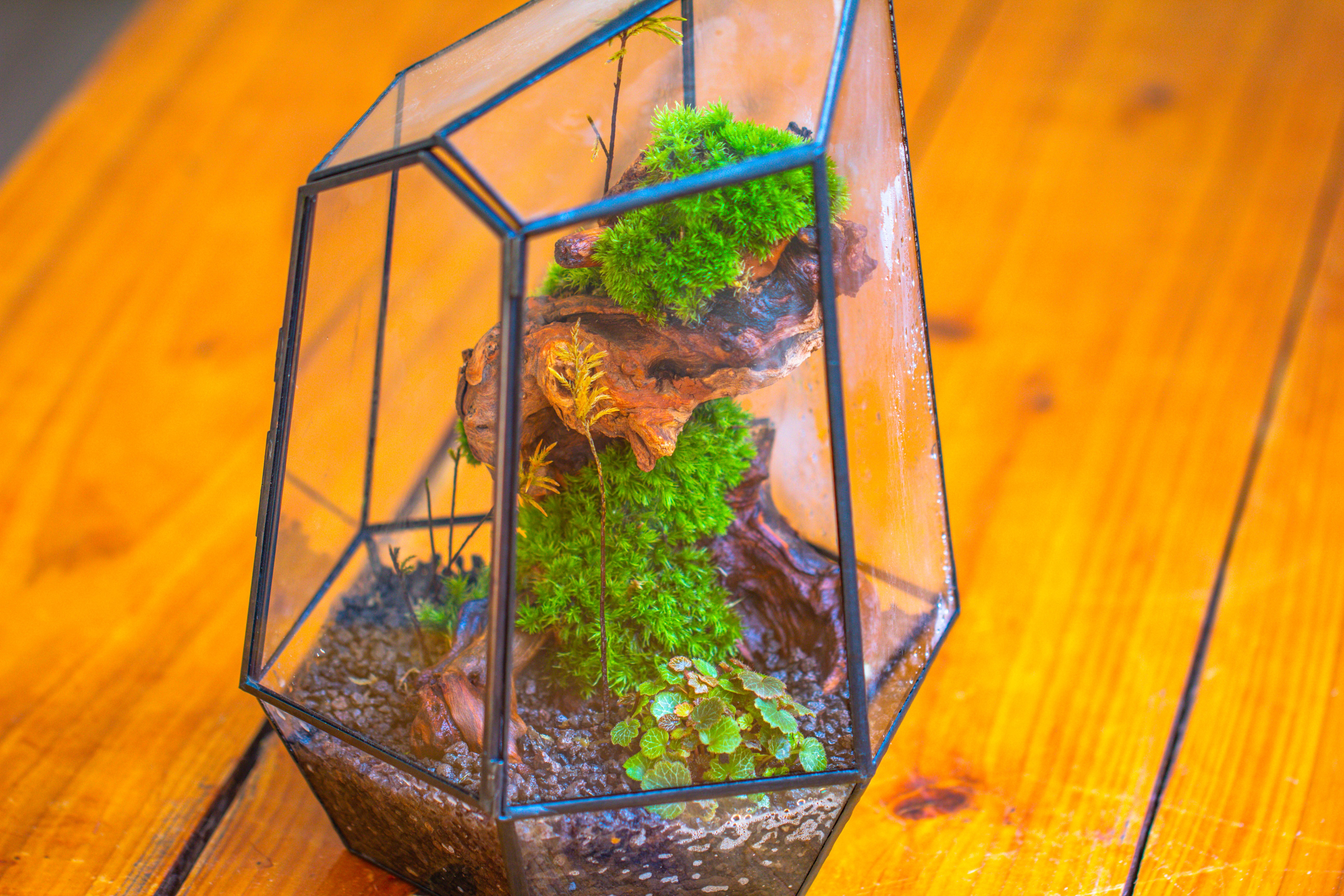 NCYP Large Close Geometric Glass Terrarium with Door, Tin Sealed Irregular Tall Planter for moss Flower Pot - NCYPgarden