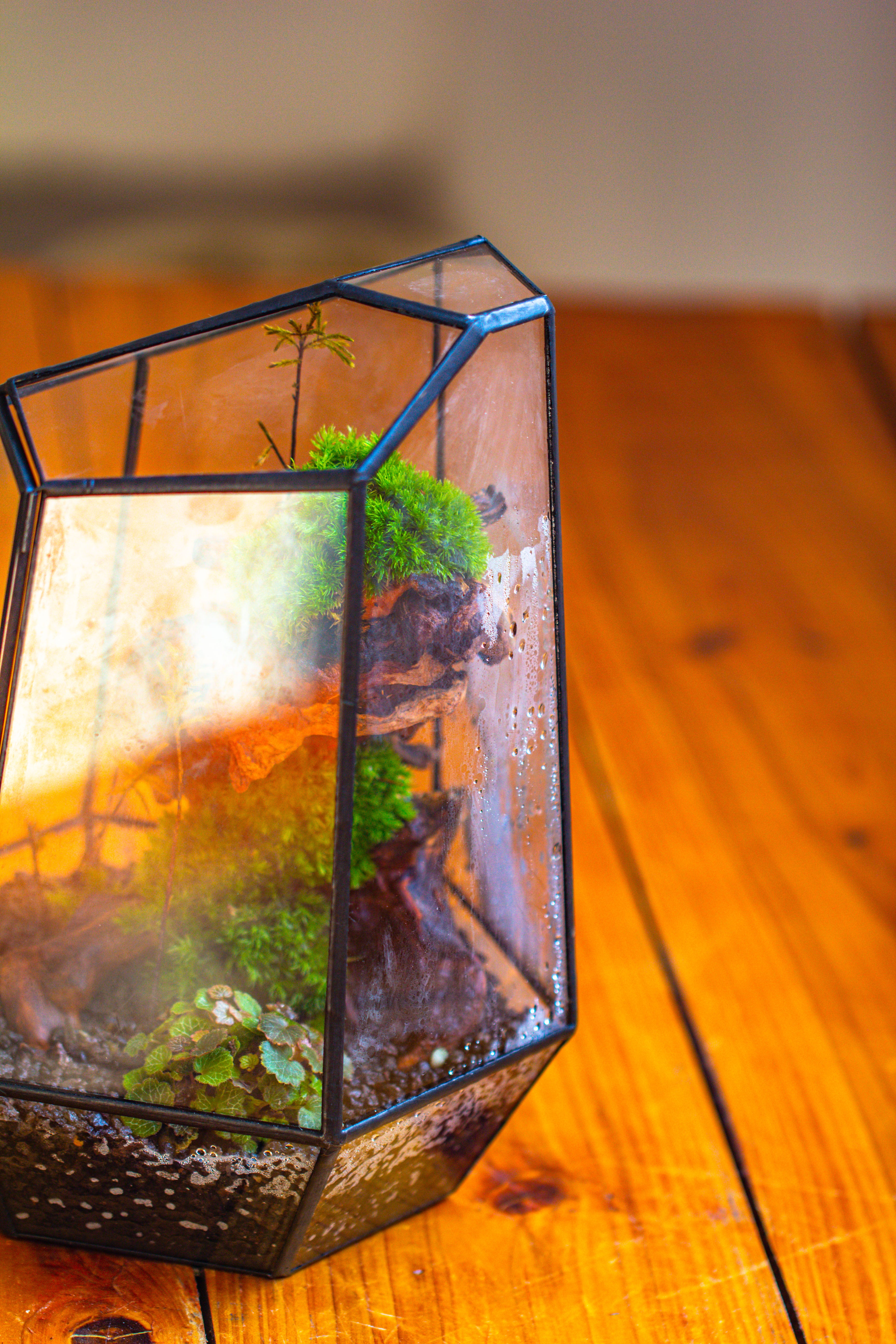 NCYP Large Close Geometric Glass Terrarium with Door, Tin Sealed Irregular Tall Planter for moss Flower Pot - NCYPgarden