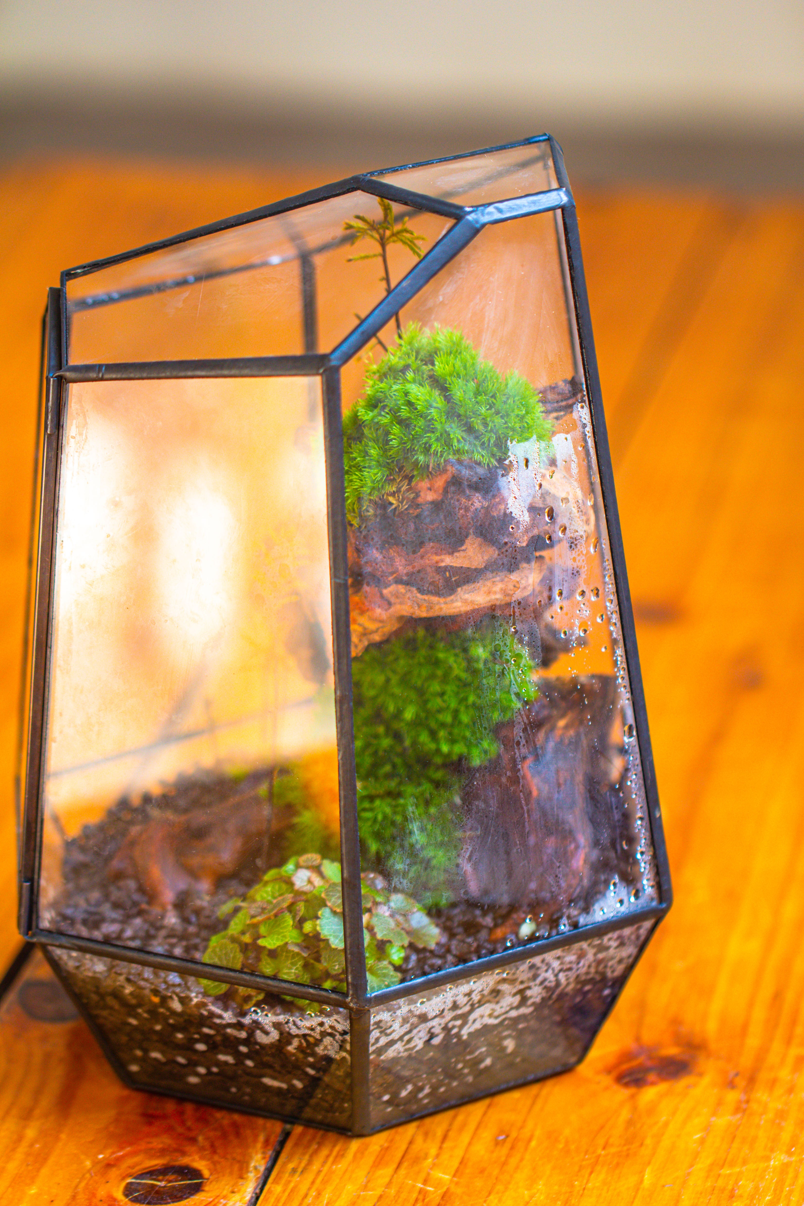 NCYP Large Close Geometric Glass Terrarium with Door, Tin Sealed Irregular Tall Planter for moss Flower Pot - NCYPgarden