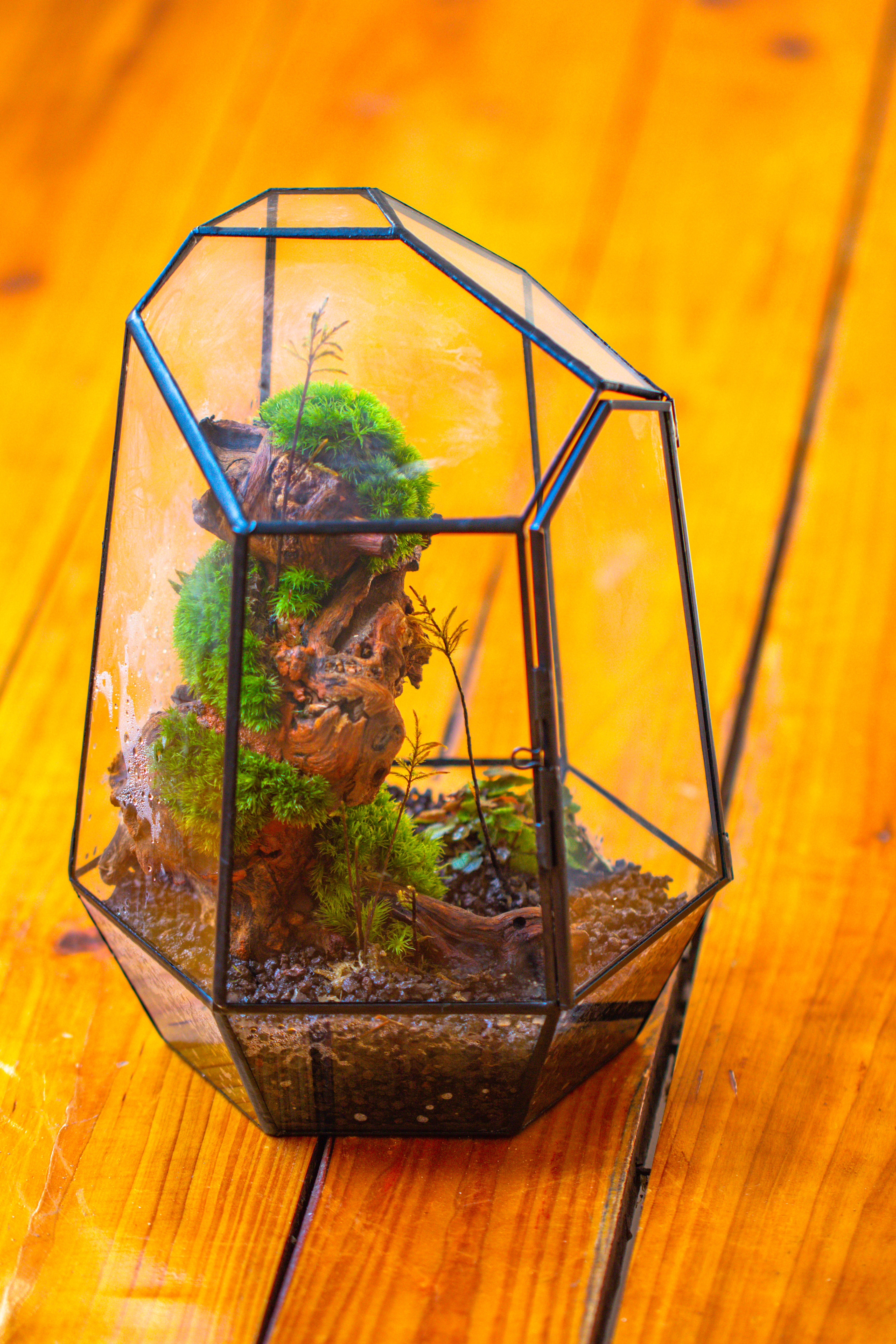 NCYP Large Close Geometric Glass Terrarium with Door, Tin Sealed Irregular Tall Planter for moss Flower Pot - NCYPgarden