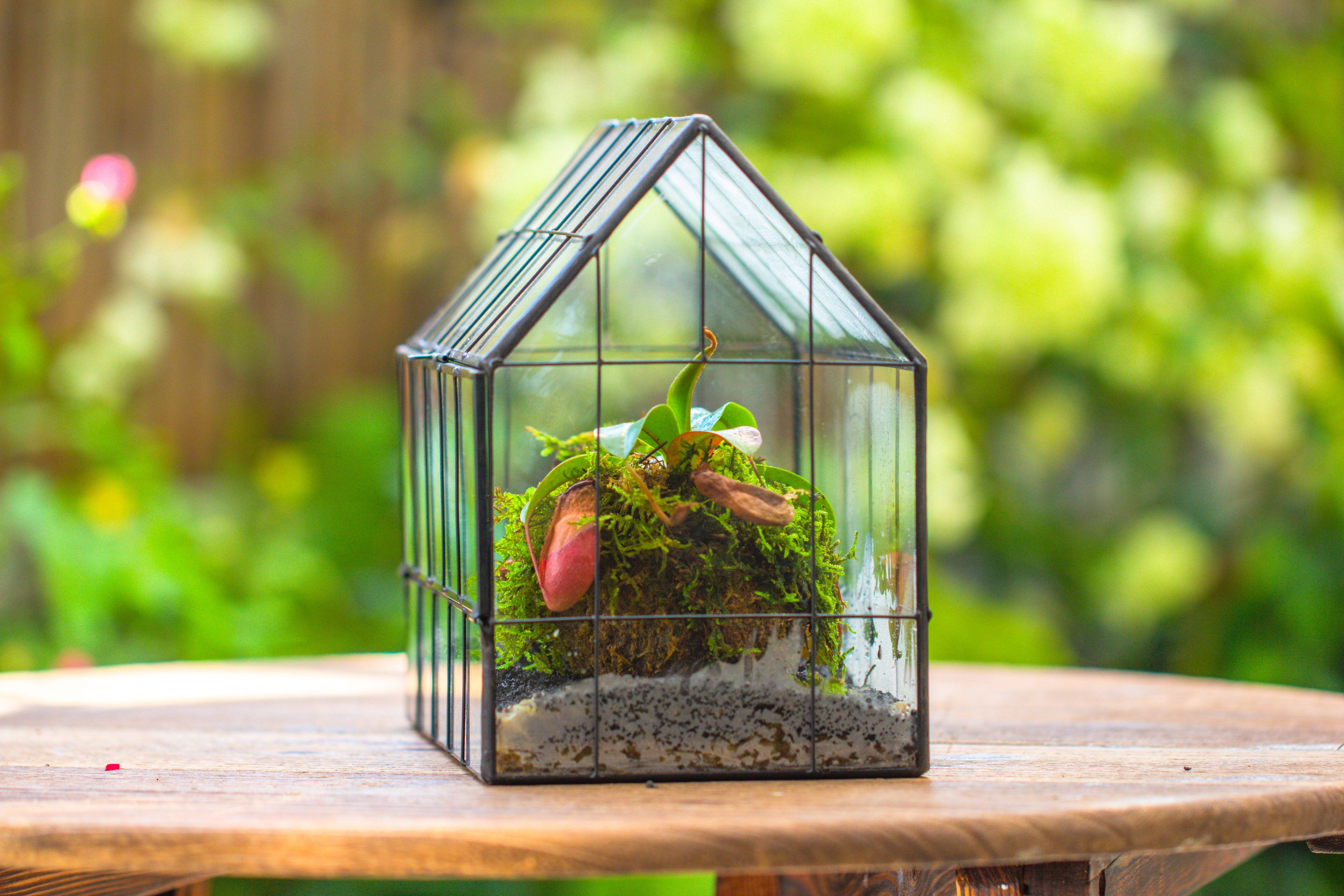 Vintge Greenhouse inspired tin and glass geometric Terrarium, side door, Close, for moss, fern, shade plants, micro landscape - NCYPgarden