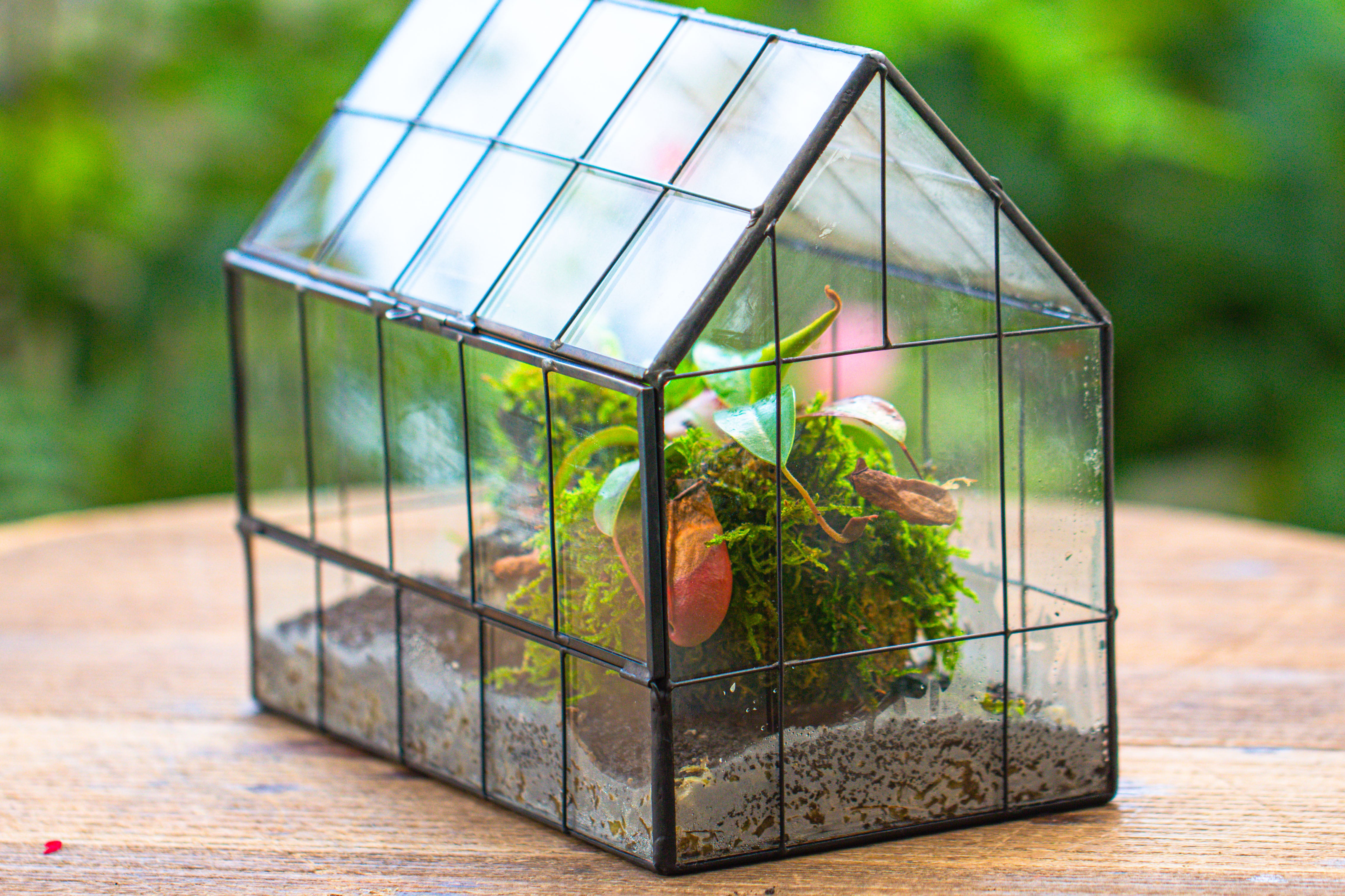 Vintge Greenhouse inspired tin and glass geometric Terrarium, side door, Close, for moss, fern, shade plants, micro landscape - NCYPgarden