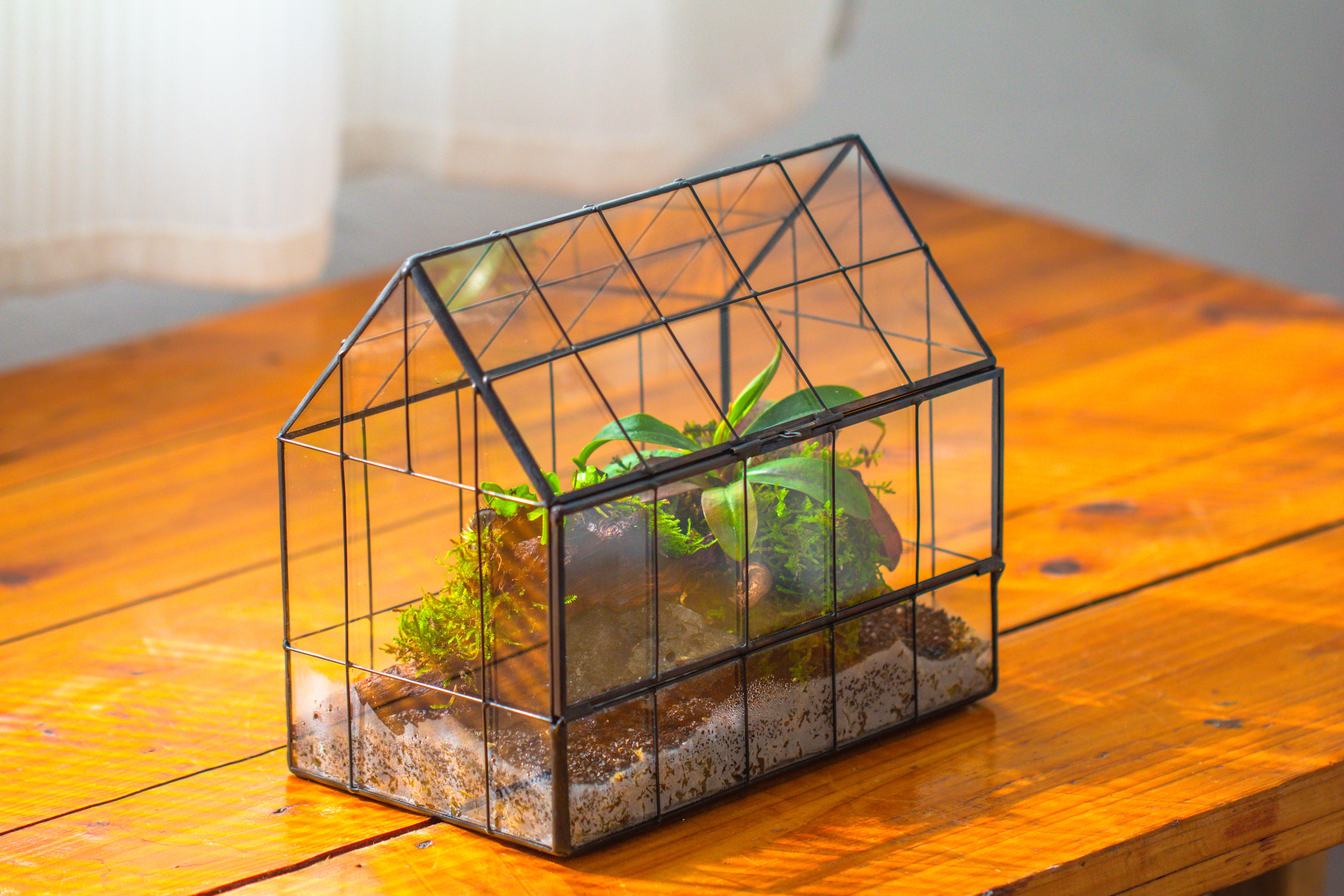 Vintge Greenhouse inspired tin and glass geometric Terrarium, side door, Close, for moss, fern, shade plants, micro landscape - NCYPgarden